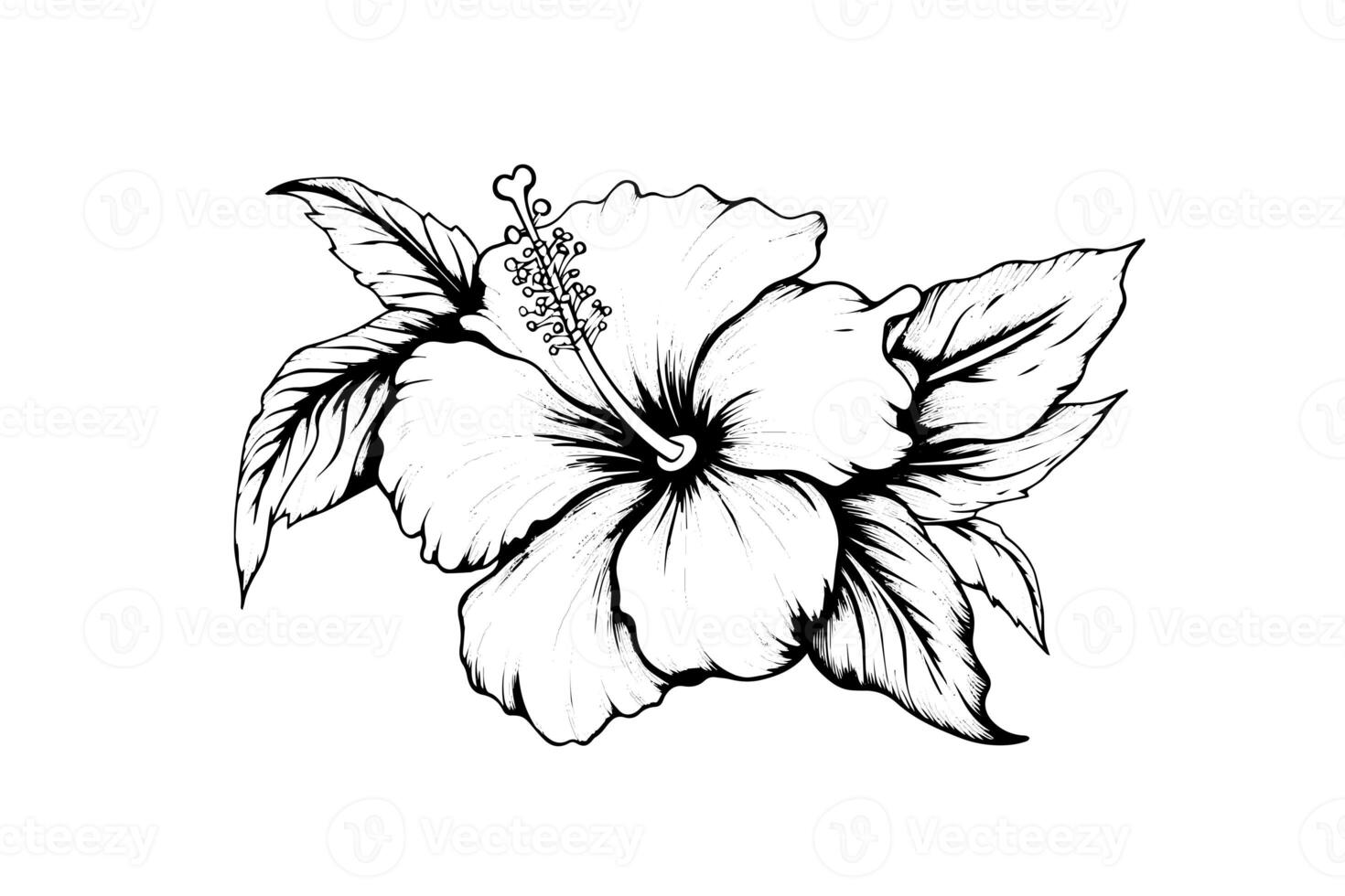 Hibiskus Blumen im ein Jahrgang Holzschnitt graviert Radierung Stil. Vektor Illustration. foto