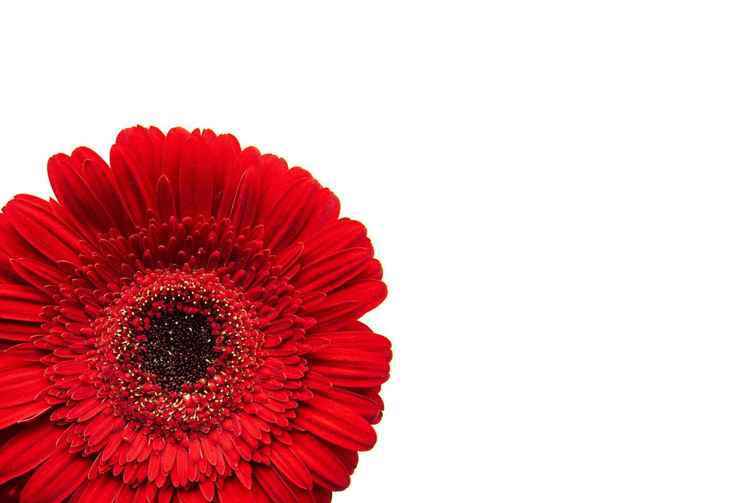 Gerbera-Blume auf einem weißen foto