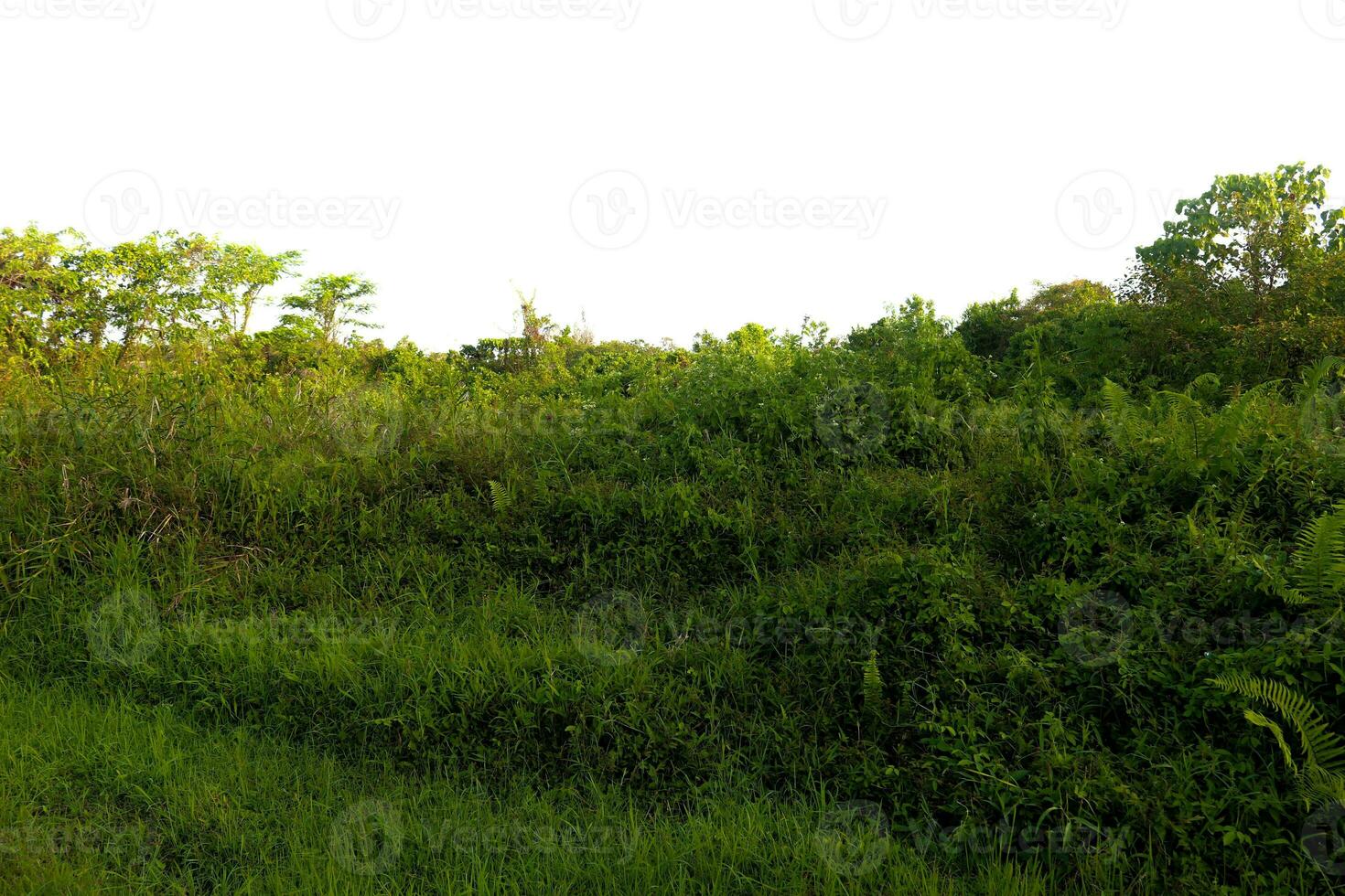 Landschaft Bilder, Grün Natur, Bäume foto