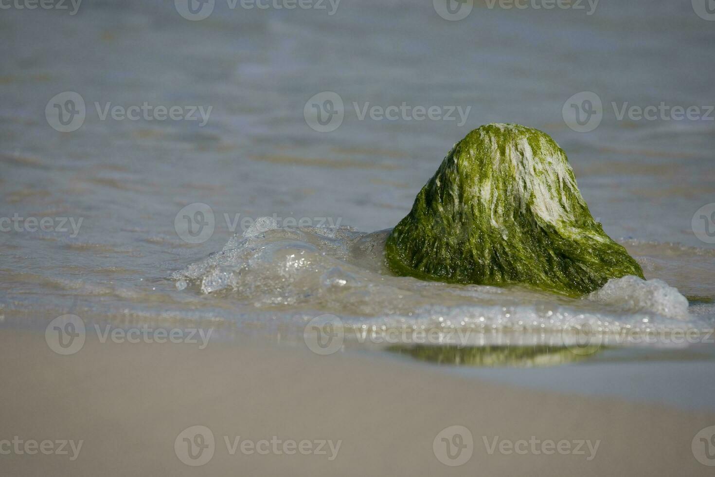 Strand Landschaft mit ein Felsbrocken bewachsen mit Grün Algen und Wellen von das Meer im das Hintergrund foto