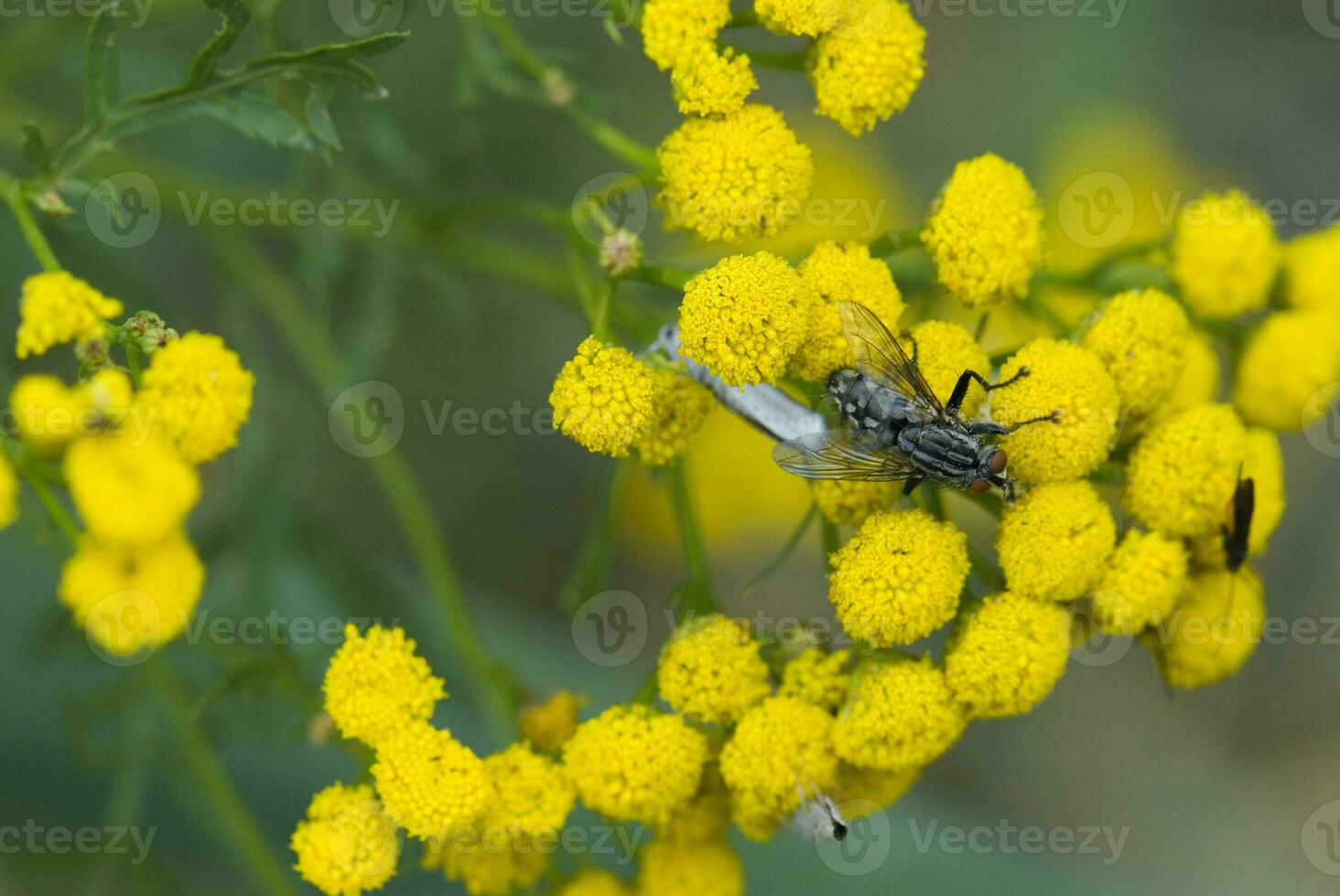 Sommer- Gelb Blume auf ein Sommer- Tag mit ein fliegen im Nahansicht foto