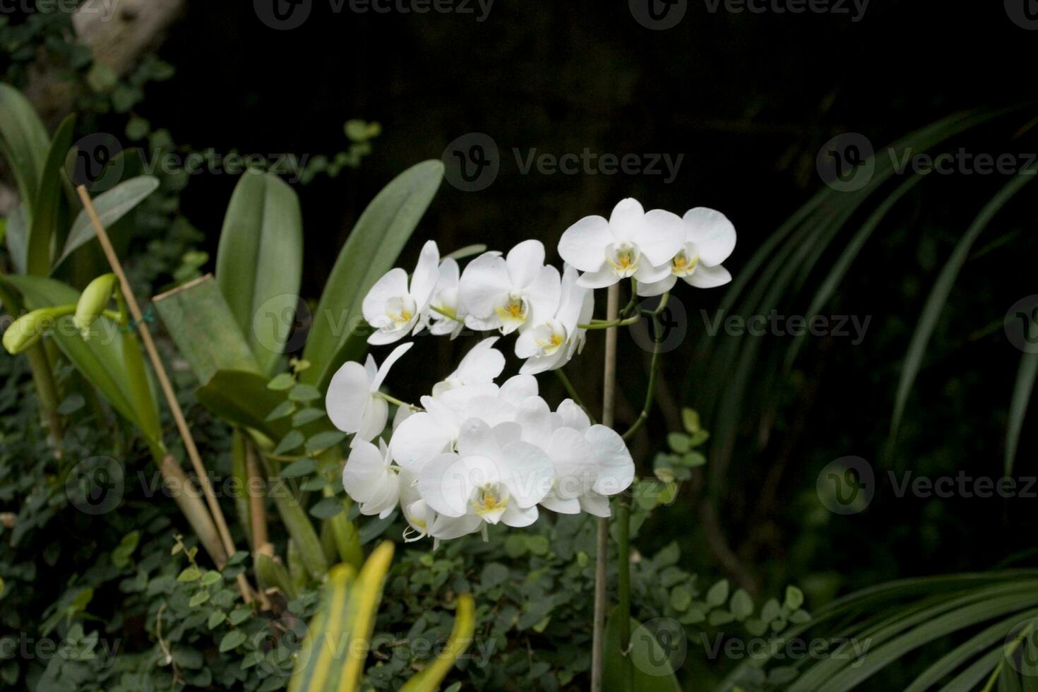 zart bunt Blumen Orchideen wachsend im ein natürlich Umgebung im botanisch Obstgarten foto