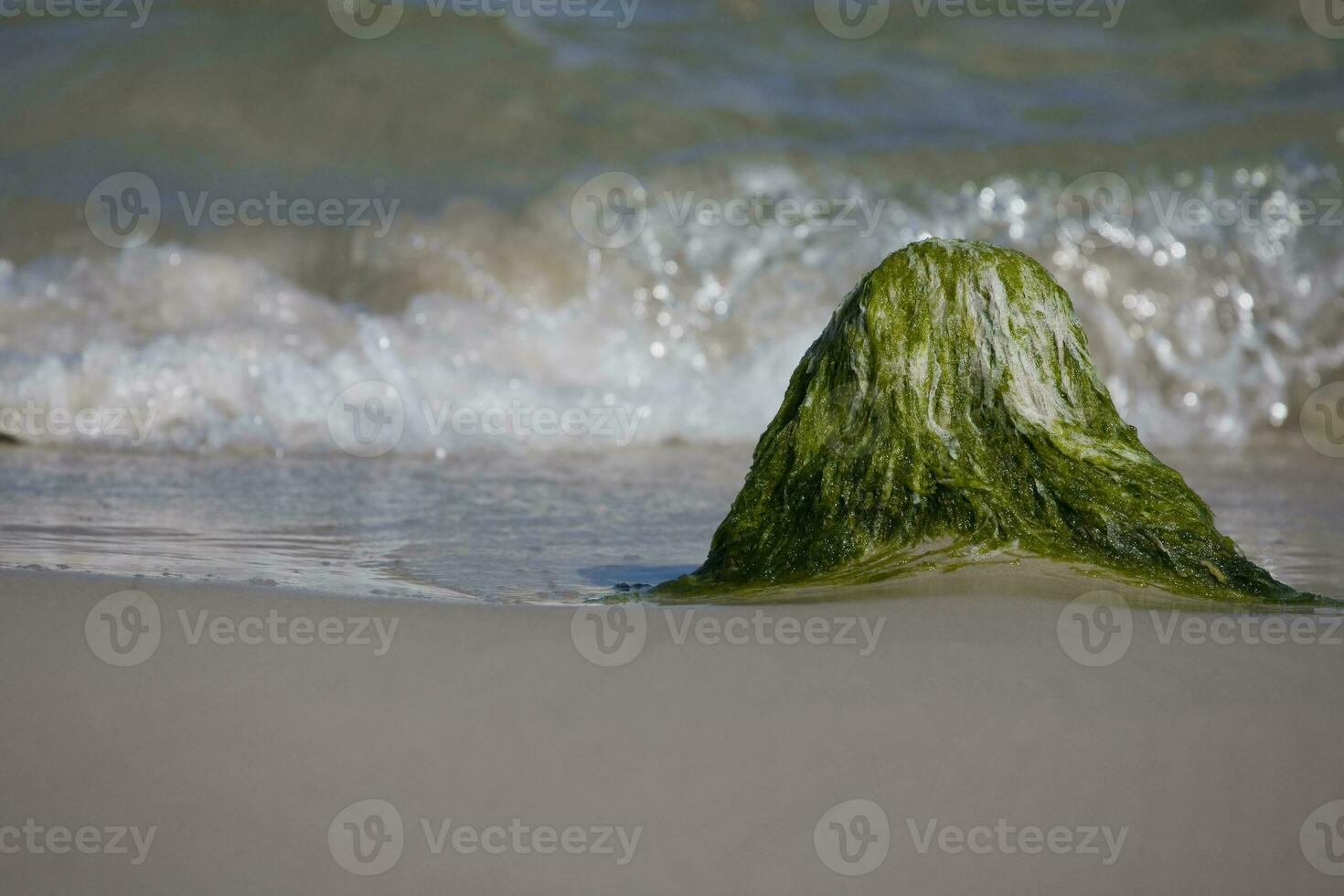 Strand Landschaft mit ein Felsbrocken bewachsen mit Grün Algen und Wellen von das Meer im das Hintergrund foto