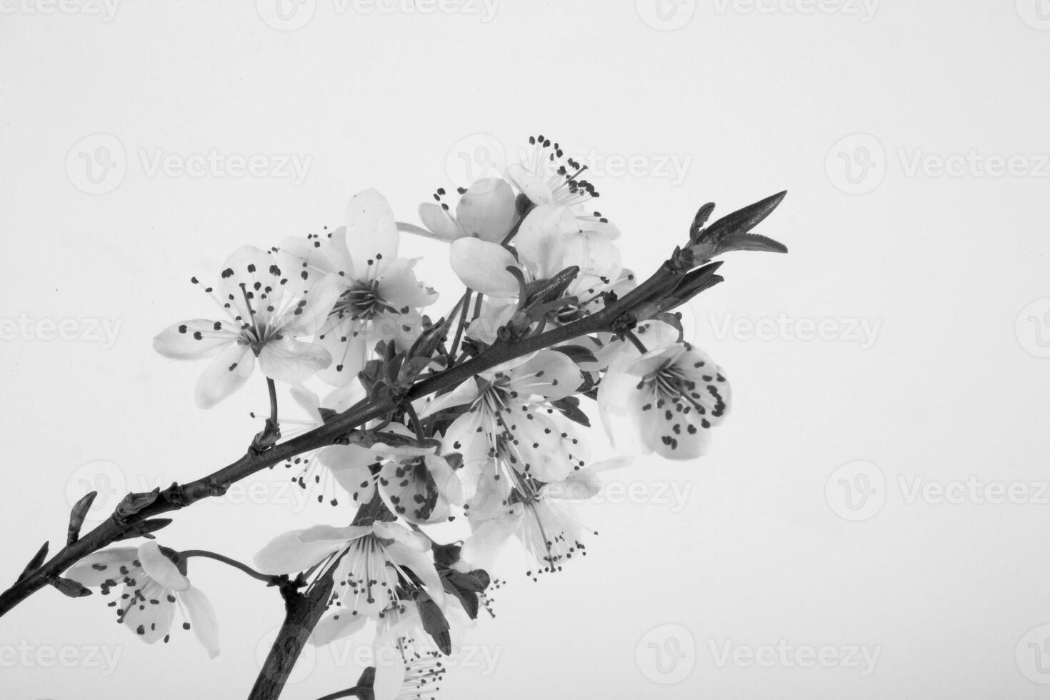Zweig von Blühen Obst Baum auf ein Weiß Hintergrund foto