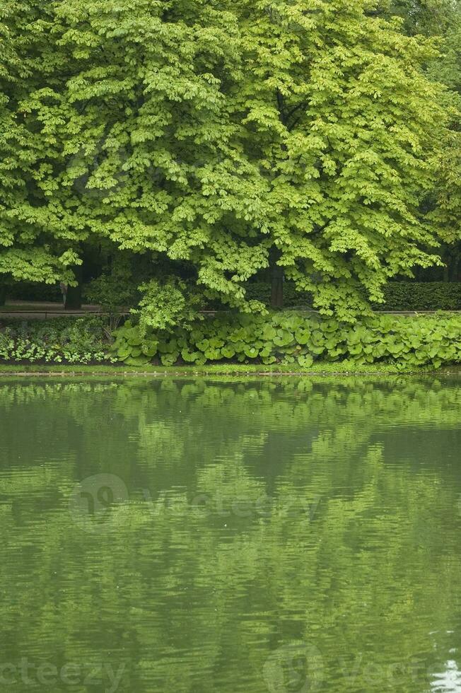 Ruhe Frühling Landschaft mit Bäume und Teich Bildung ein Grün Hintergrund foto