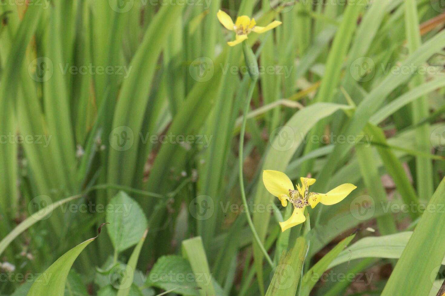 trimezia Blume Pflanze auf Bauernhof foto