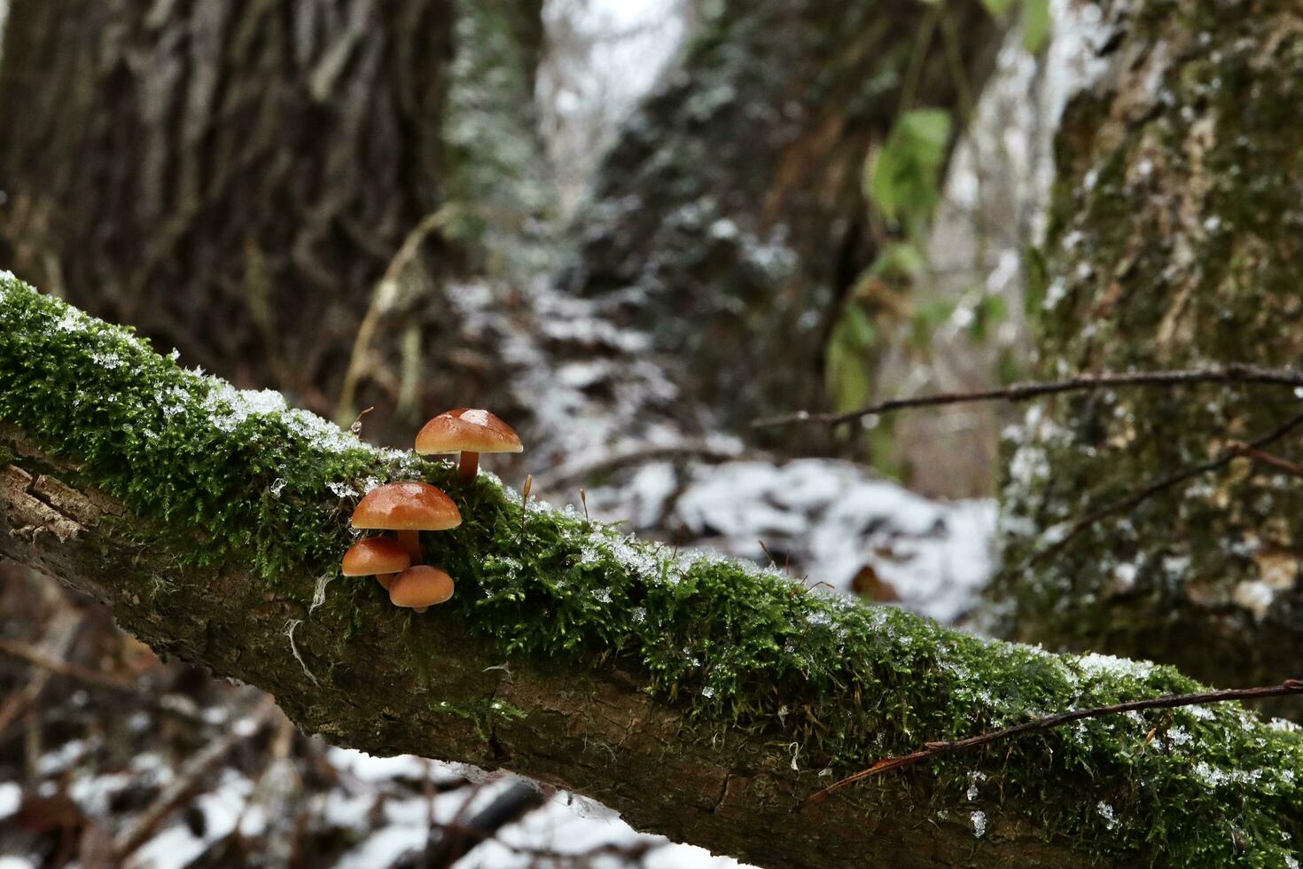 flammulina velutipes im das Winter Wald, enokitake Pilze foto