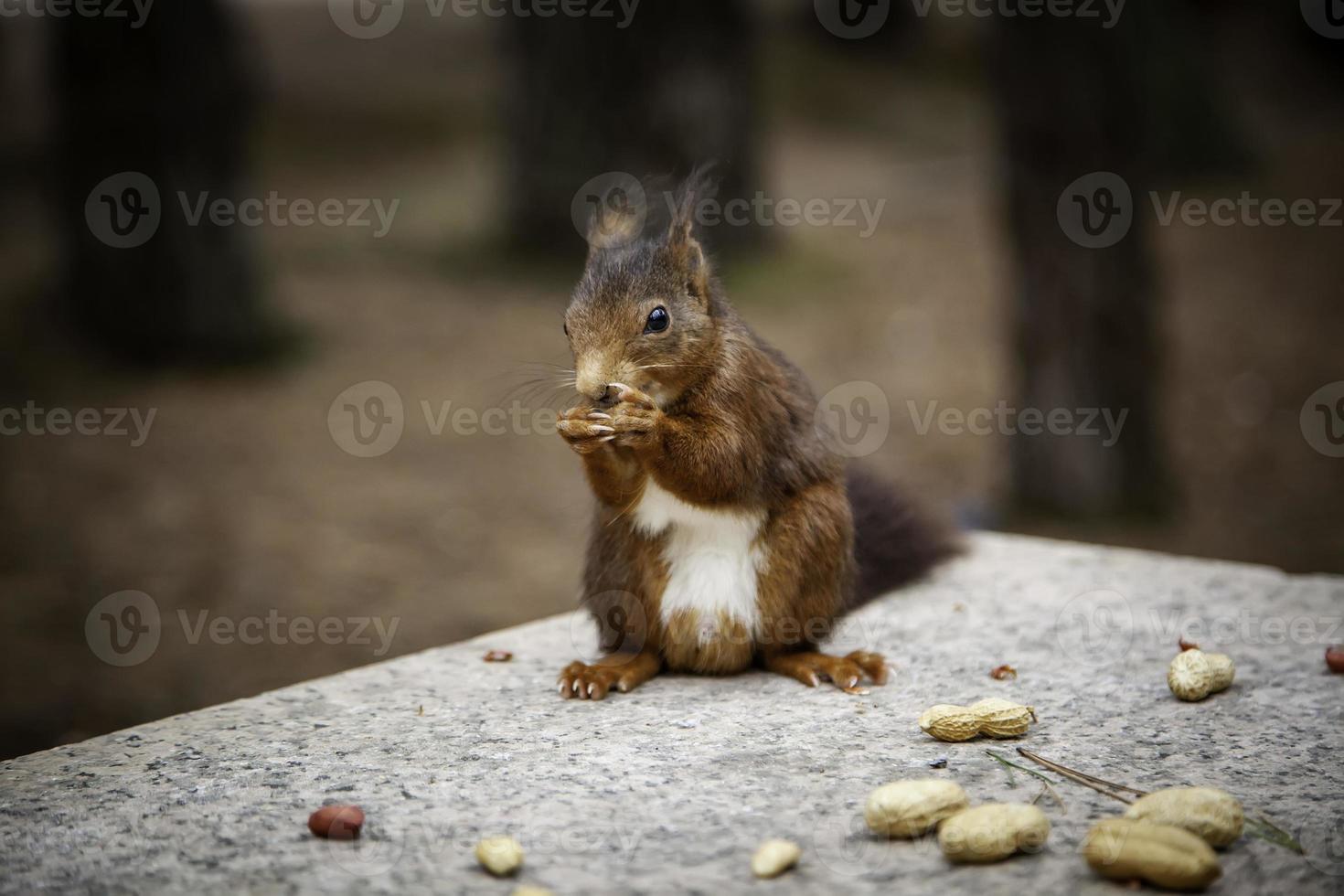 ein Eichhörnchen füttern foto