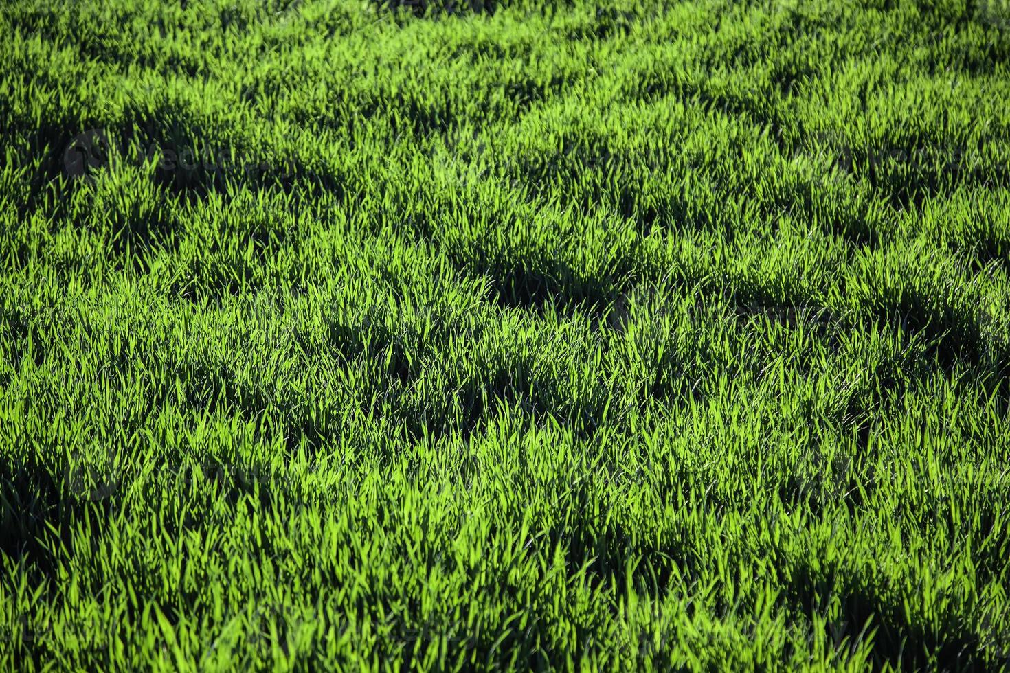 Feld mit frischem grünem Gras foto
