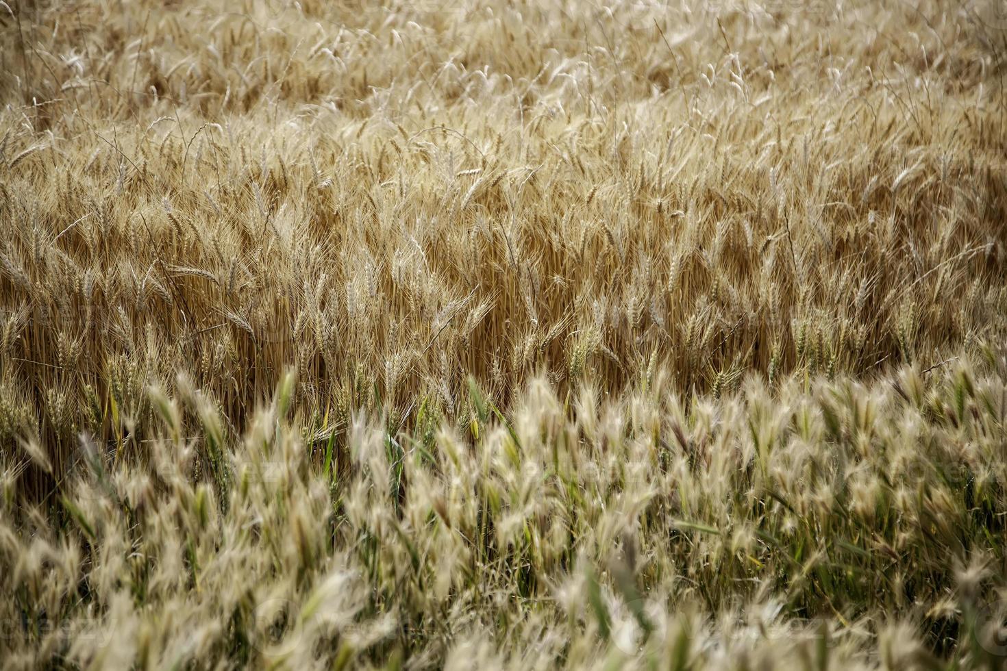 Weizenfeld in der Natur foto