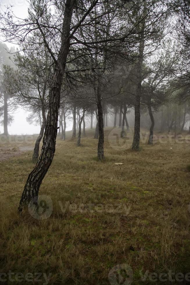 dunkler Wald im Nebel foto
