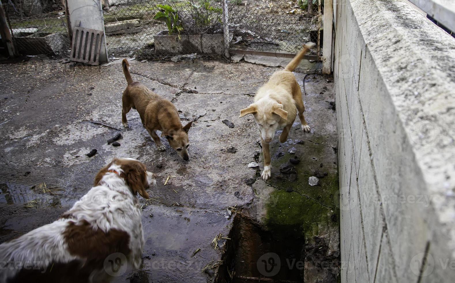 Hunde in einem Zwinger eingesperrt foto