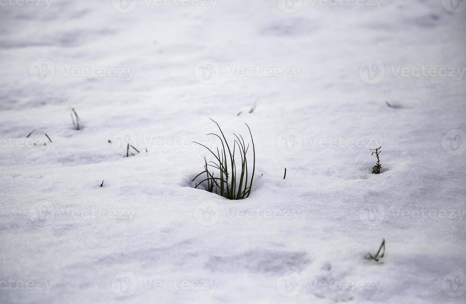 grünes Gras im Schnee foto