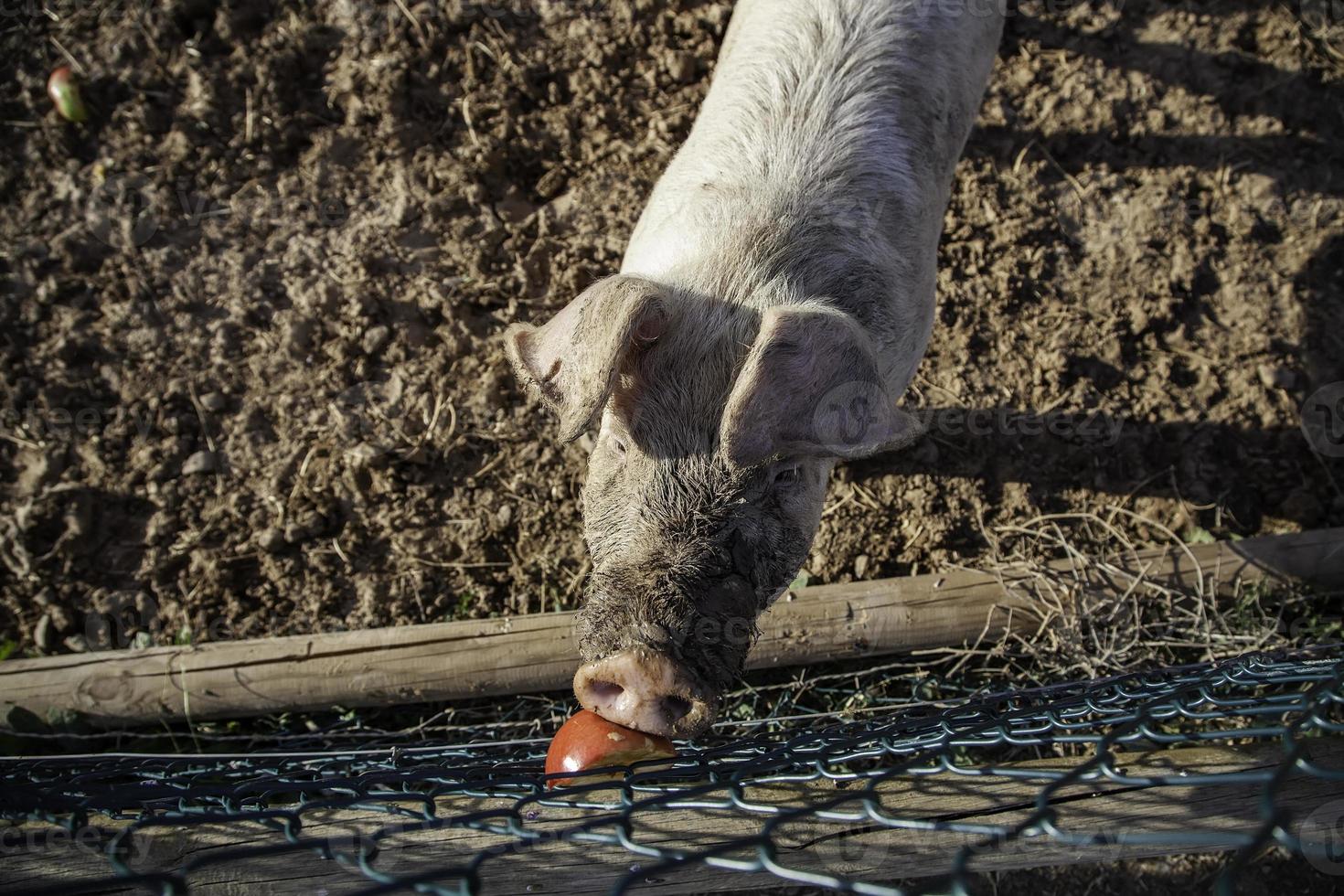 Schweine auf dem Bauernhof foto