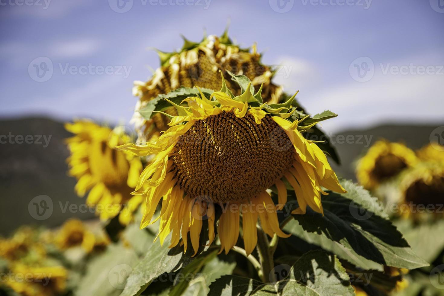 Sonnenblumenfeld in der Natur foto