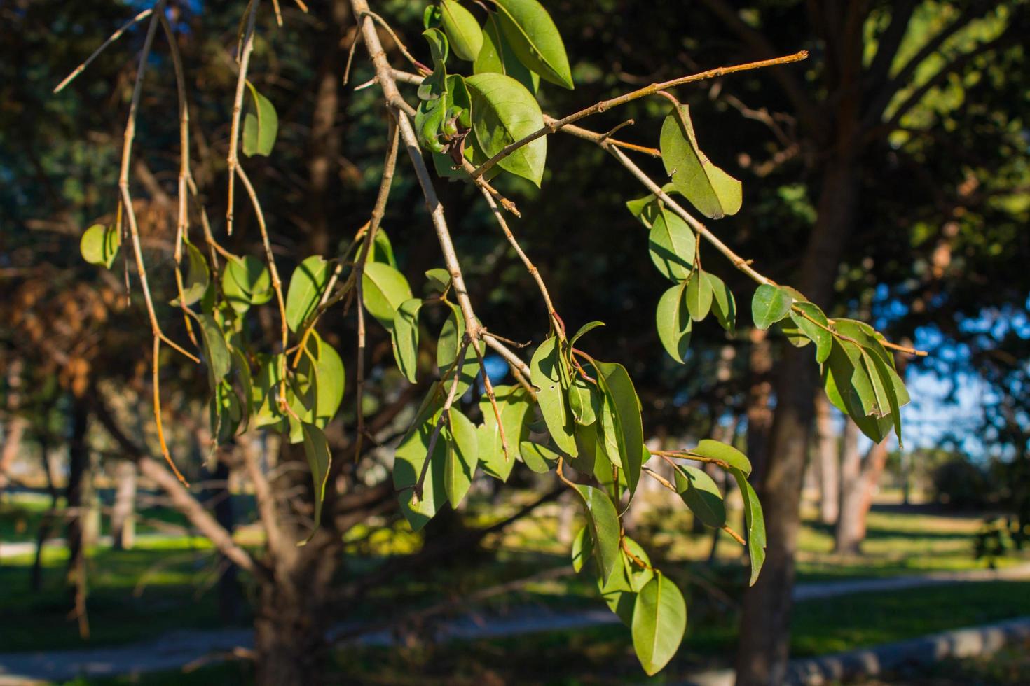 grüne Blätter auf einem Baum foto