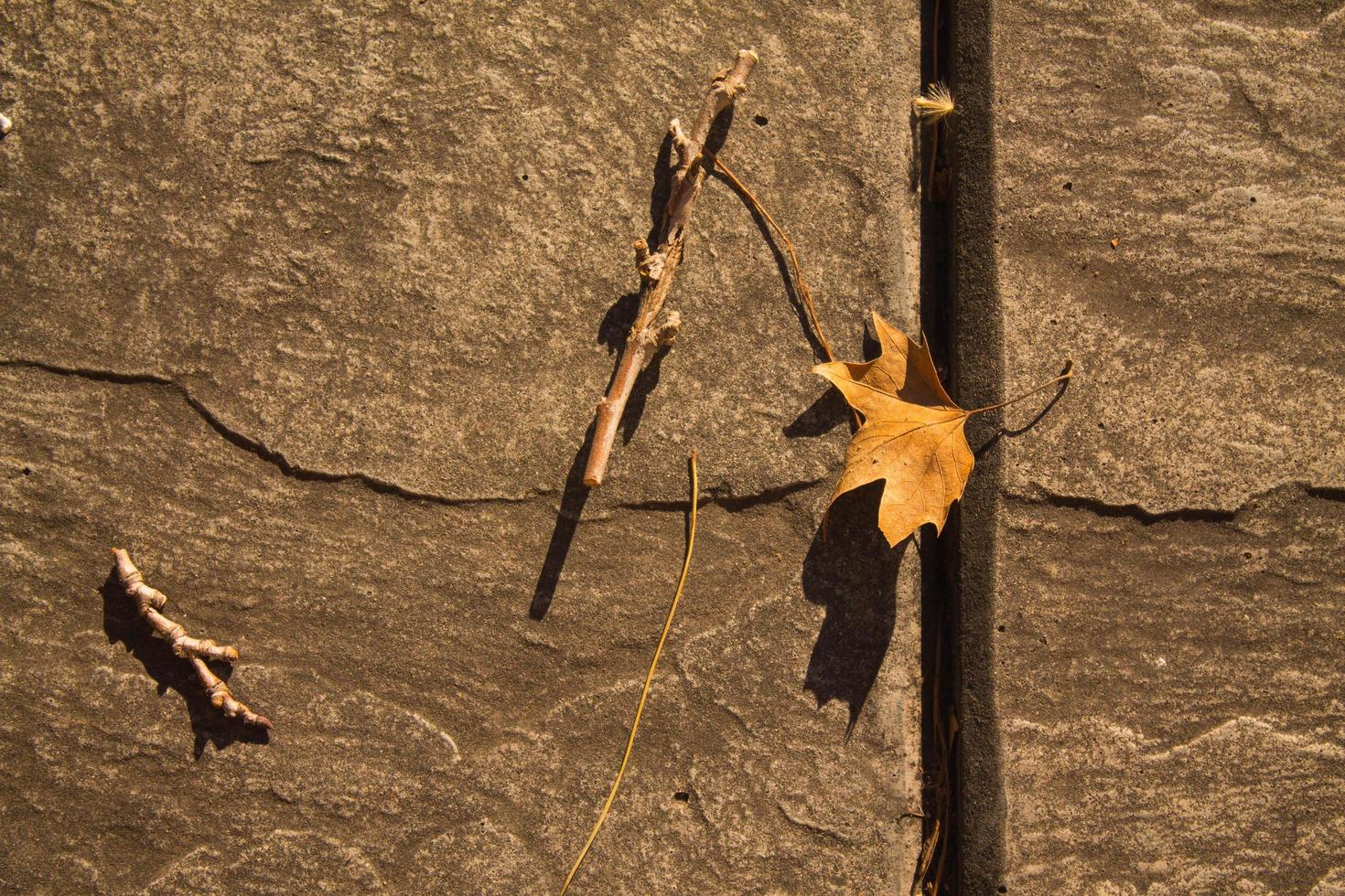 Blatt neben Holz. Stillleben der Natur in der Stadt foto