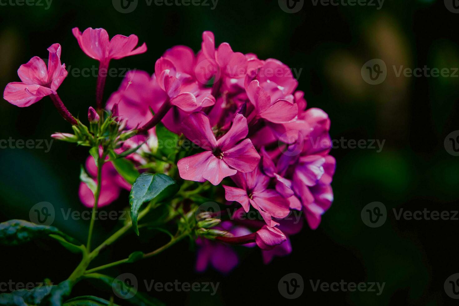 lila Geranie im das Garten auf ein Grün Boho Bokeh Hintergrund foto