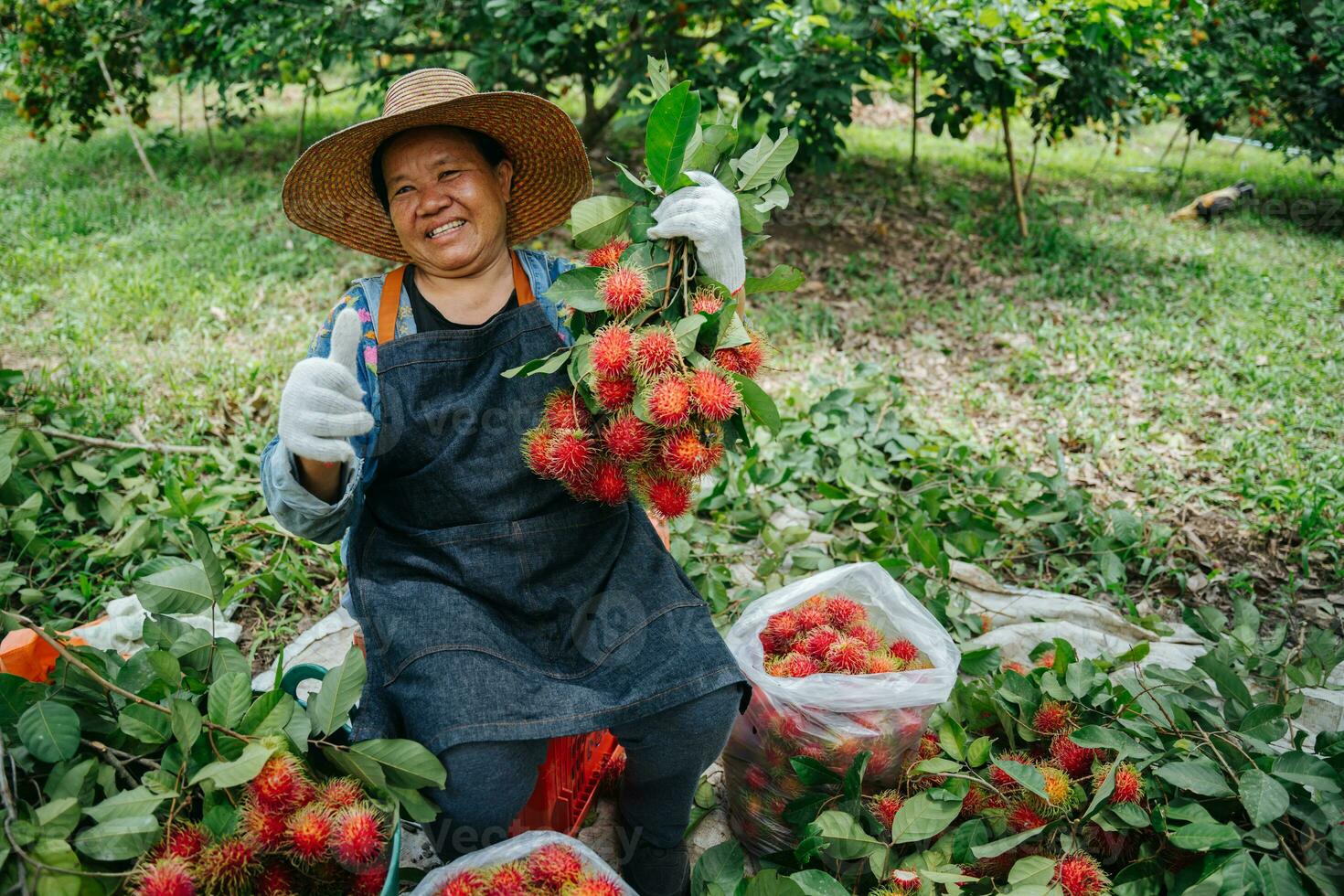 asiatisch Farmer Frau Daumen oben und halten frisch Rambutan beim das Rambutan Garten. organisch Obst Landwirtschaft Konzept. foto