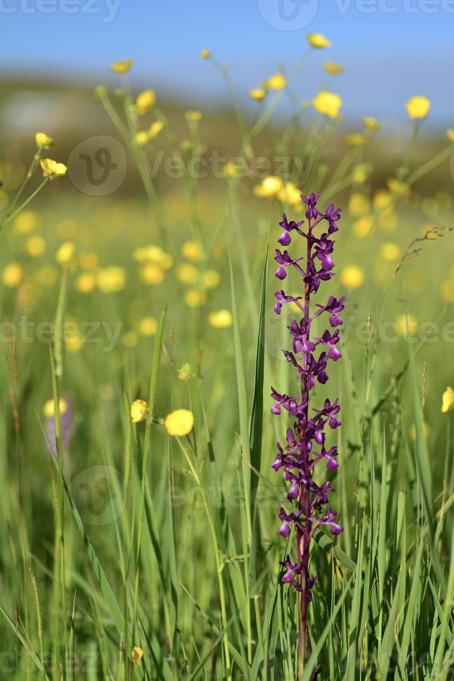Jersey Orchid uk Makrobild von Spring Marsh Wildflowers foto