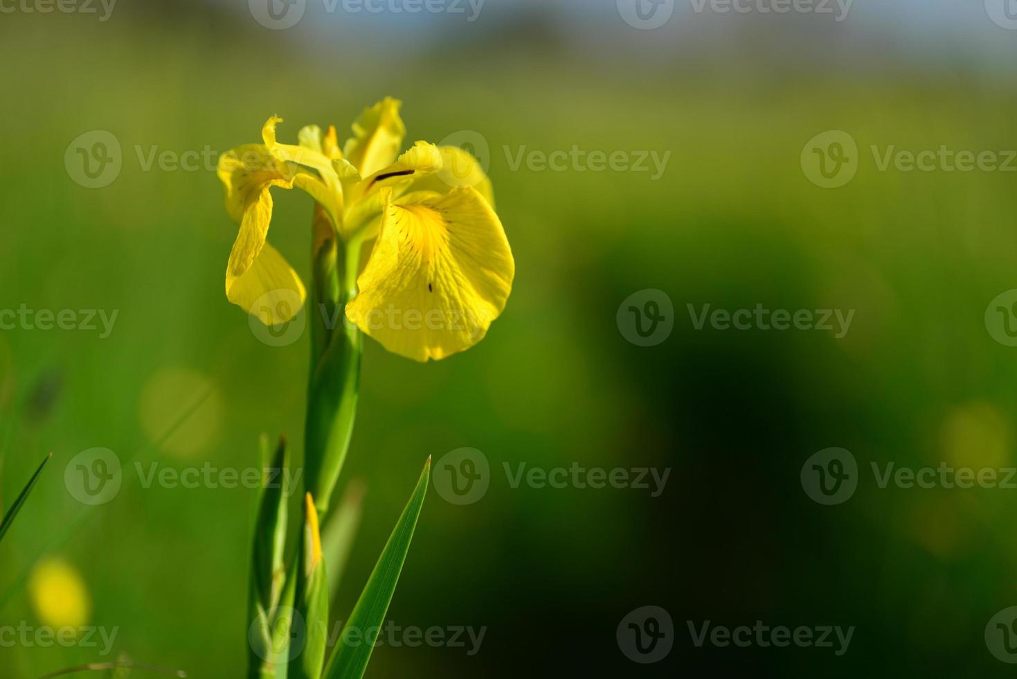 Wilde Iris Jersey uk Makrobild einer Spring Marsh Wildflower foto