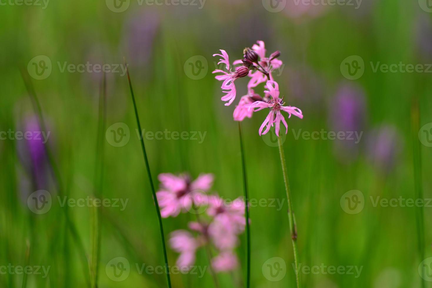 Ragged Robin Jersey UK Sumpf Frühling Wildblumen foto