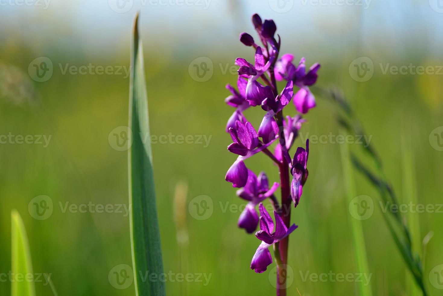 Jersey Orchidee uk Frühling Sumpf Wildblumen foto