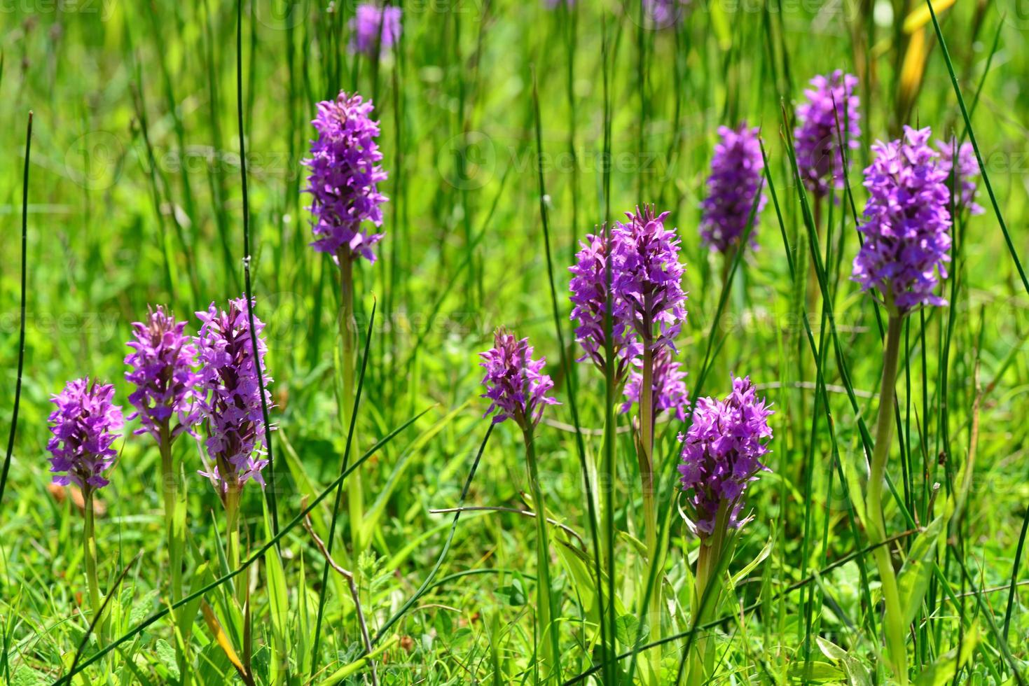 Südliche Sumpforchidee Jersey Großbritannien Frühling Wildblumen foto