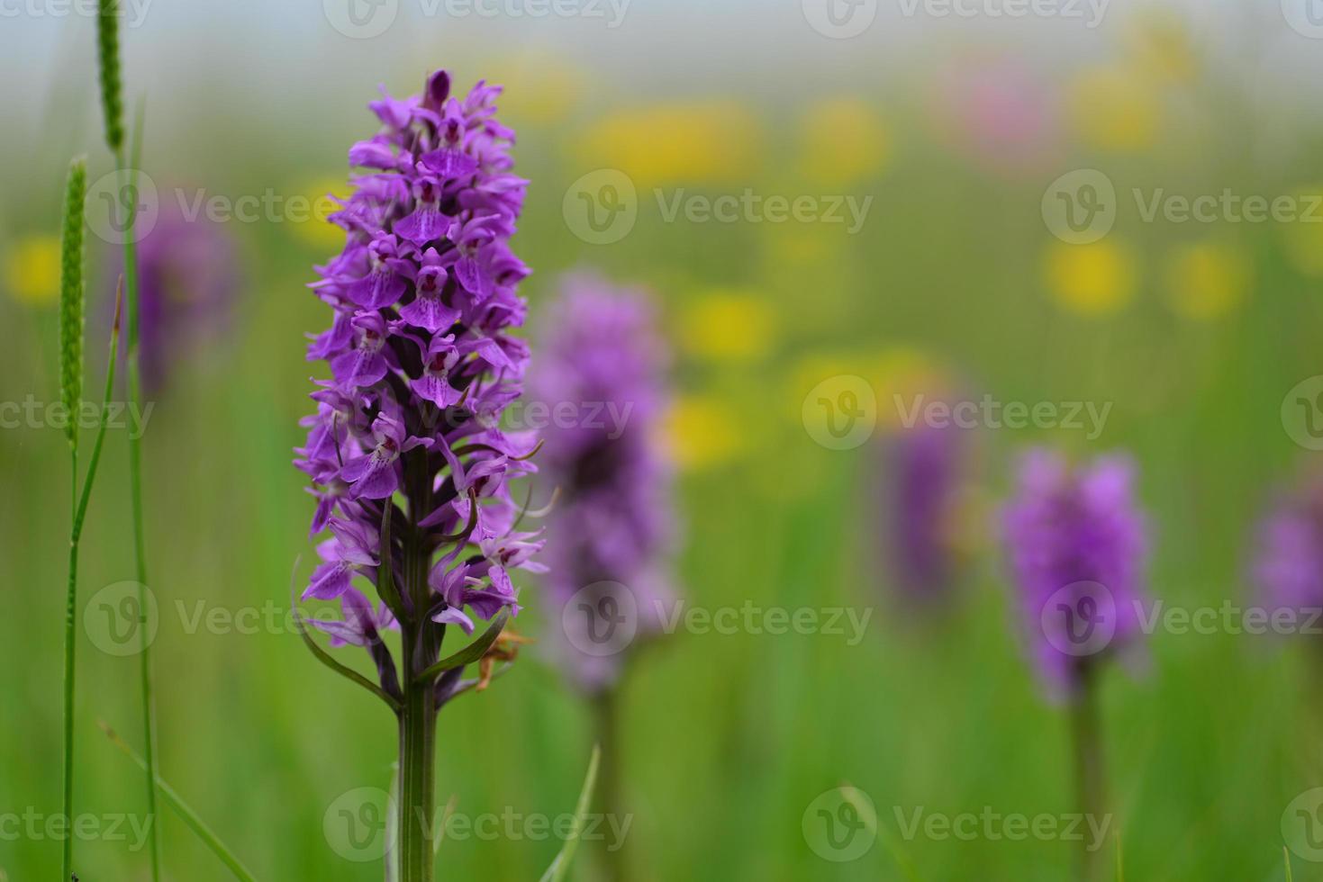 Südliche Sumpforchidee Jersey Großbritannien Frühling Wildblumen foto