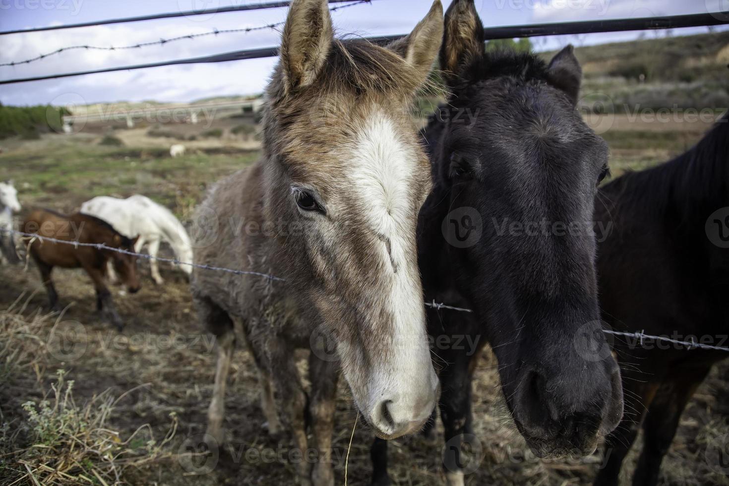 Pferde auf einem Bauernhof foto