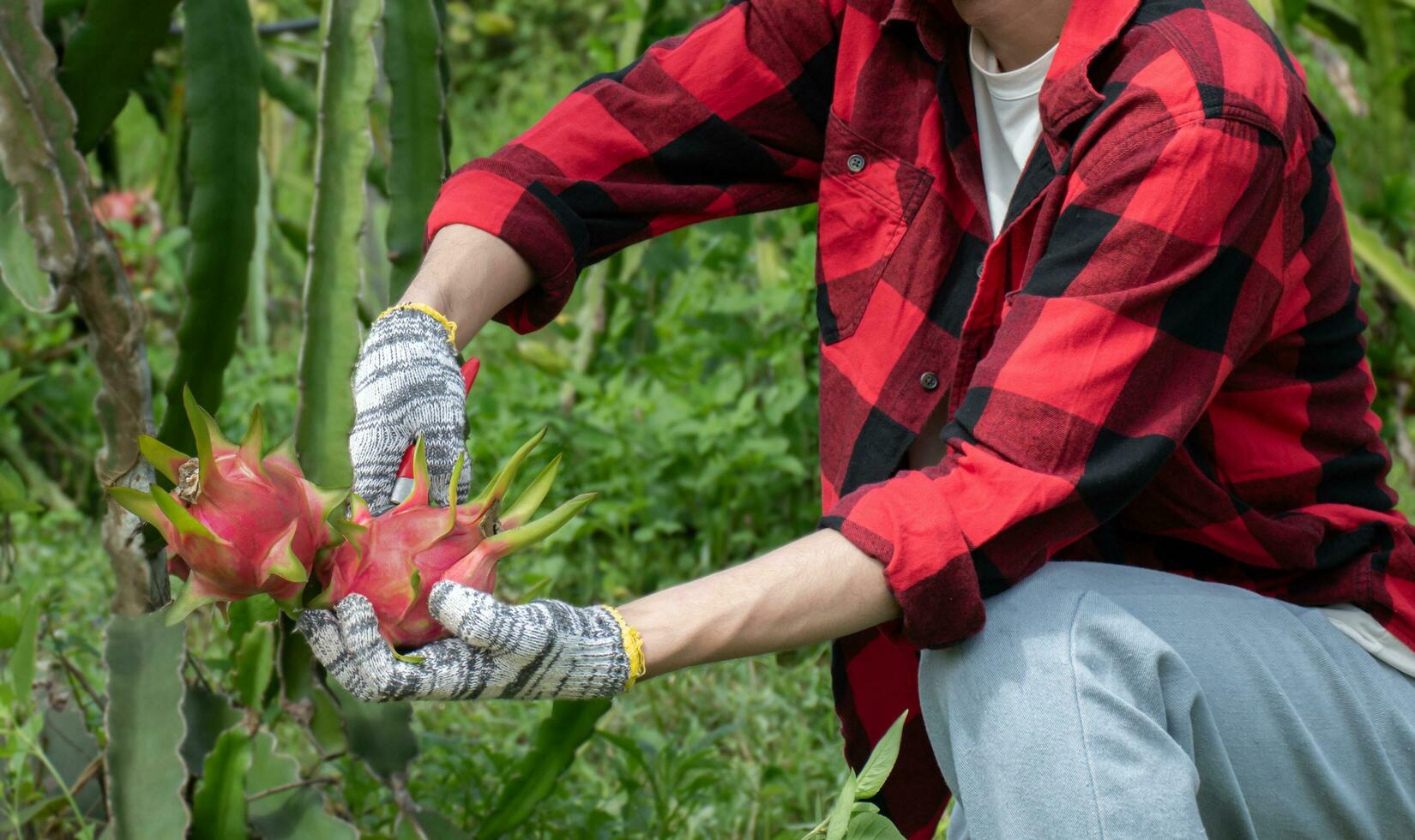 asiatisch jung männlich Gärtner halten Beschneidung Schere und pflücken Drachen Obst oder Pitaya beim seine besitzen Garten, Sanft und selektiv Fokus, Konzept zum jung Clever Farmer und glücklich Leben von jung Gärtner. foto