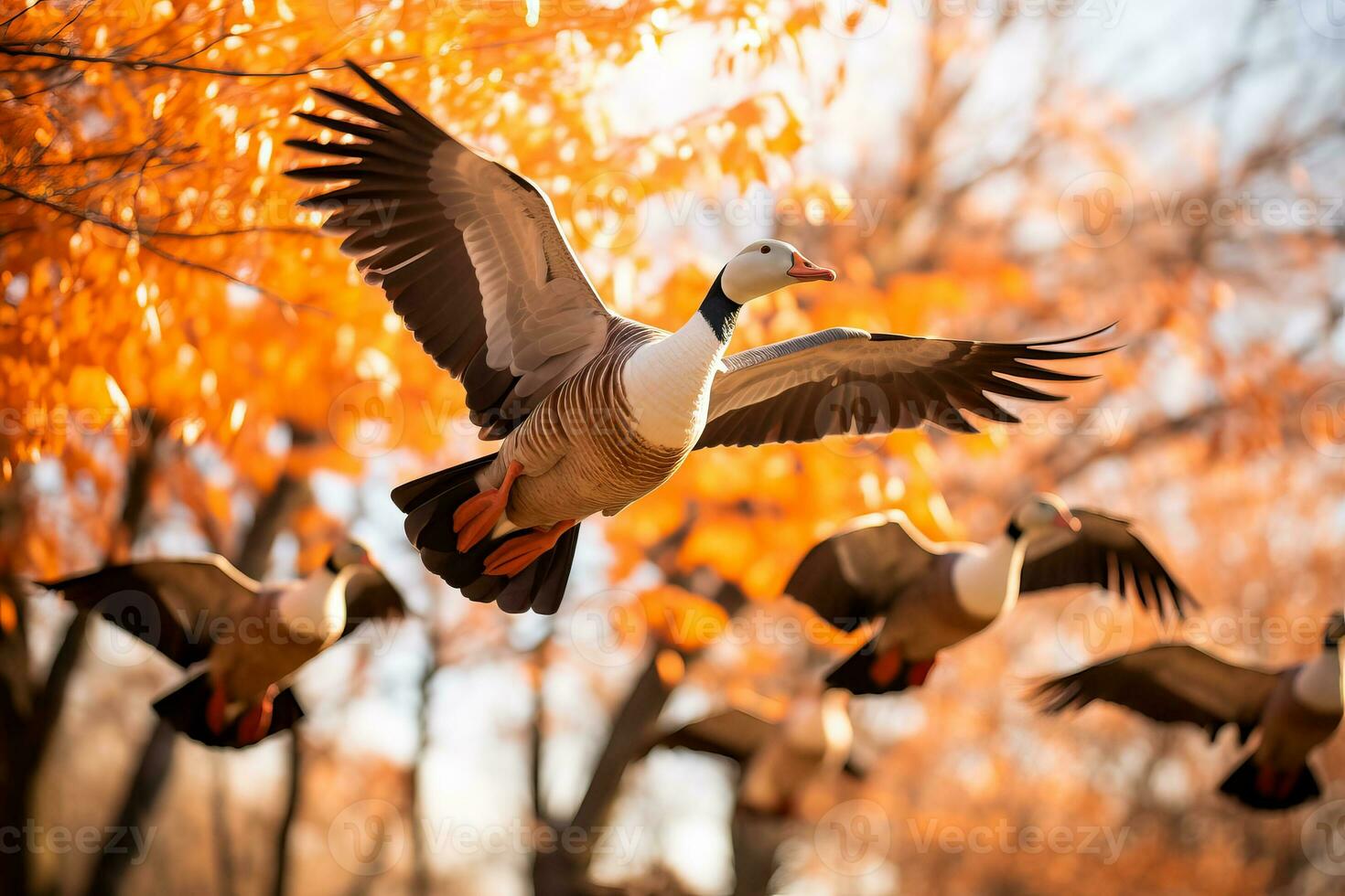 ein Herde von Gänse hochfliegend über golden Herbst Blätter symbolisieren das jährlich Migration von Tierwelt während fallen foto