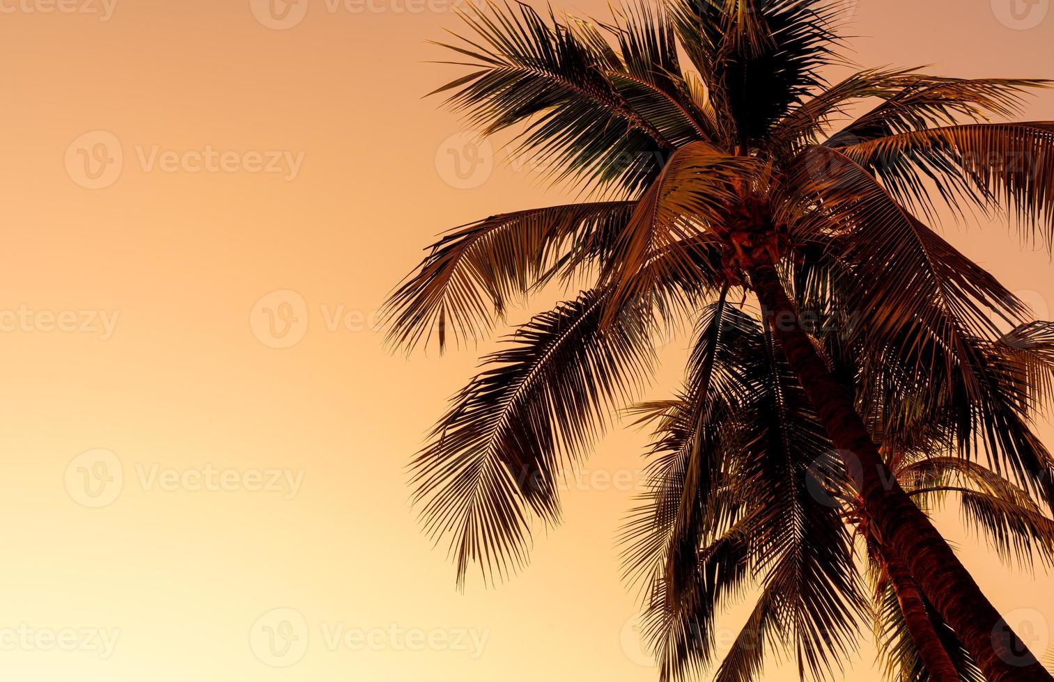 Kokospalme mit leerem Himmel und Kopienraum foto