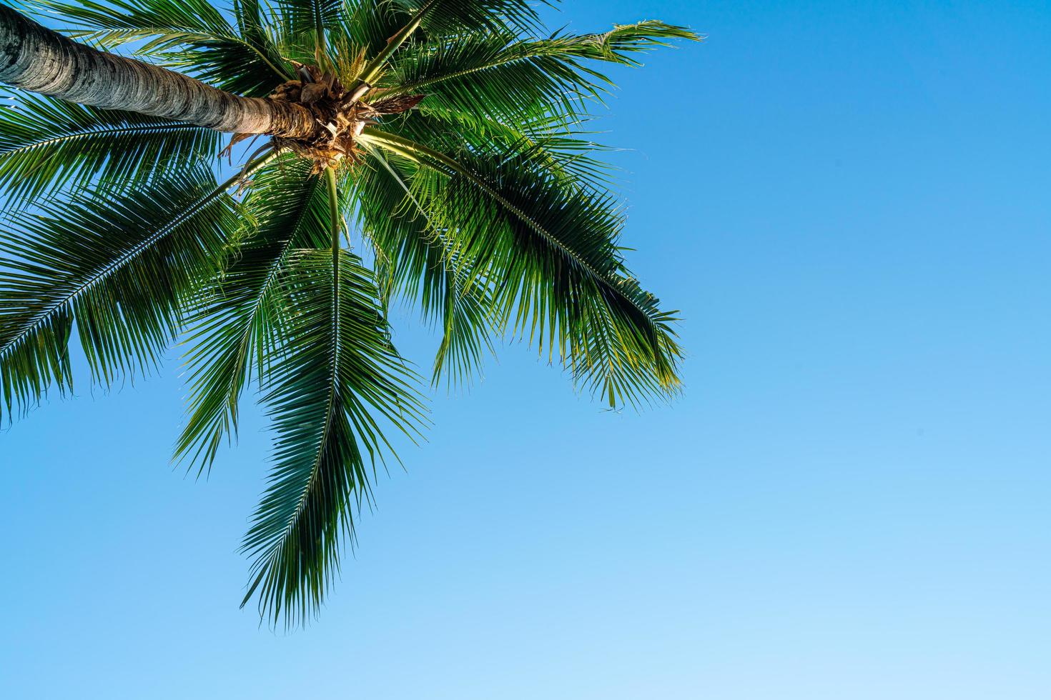 Kokospalme mit leerem Himmel und Kopienraum foto