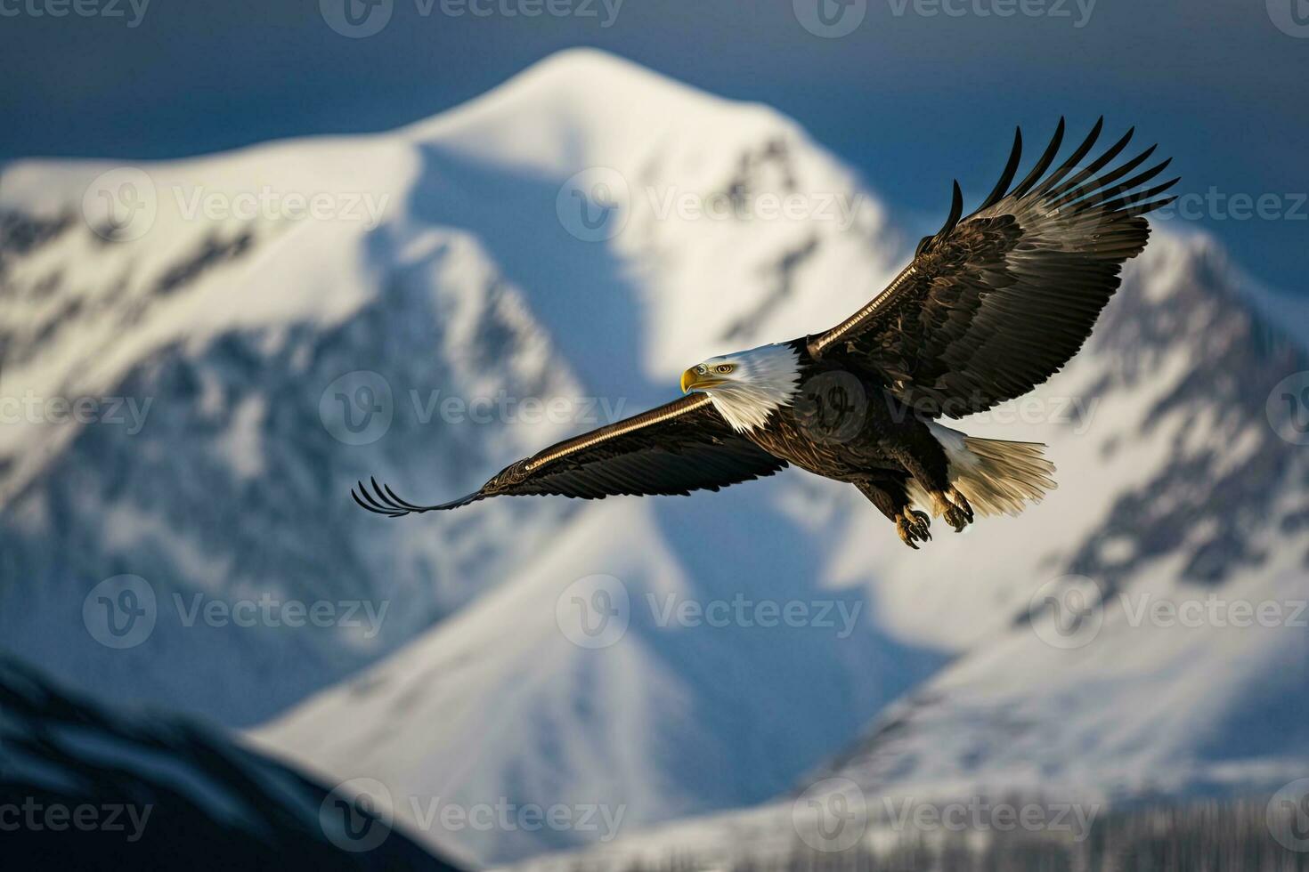 majestätisch kahl Adler hochfliegend im Vorderseite von ein schneebedeckt Berg foto