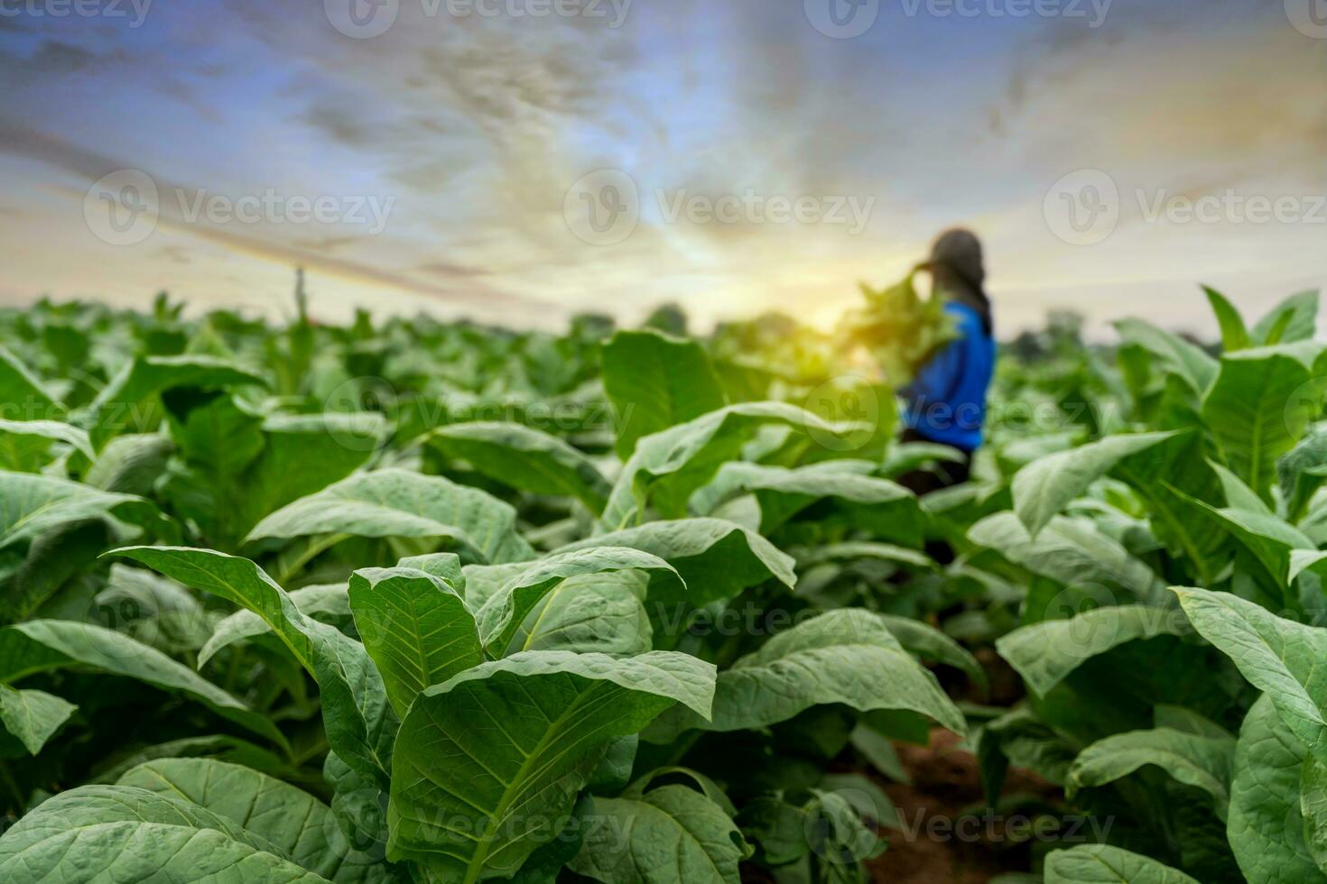 Landwirtschaft Tragen das Ernte von Tabak Blätter wachsend im das Ernte Jahreszeit. wählen Fokus von Tabak Blätter. foto