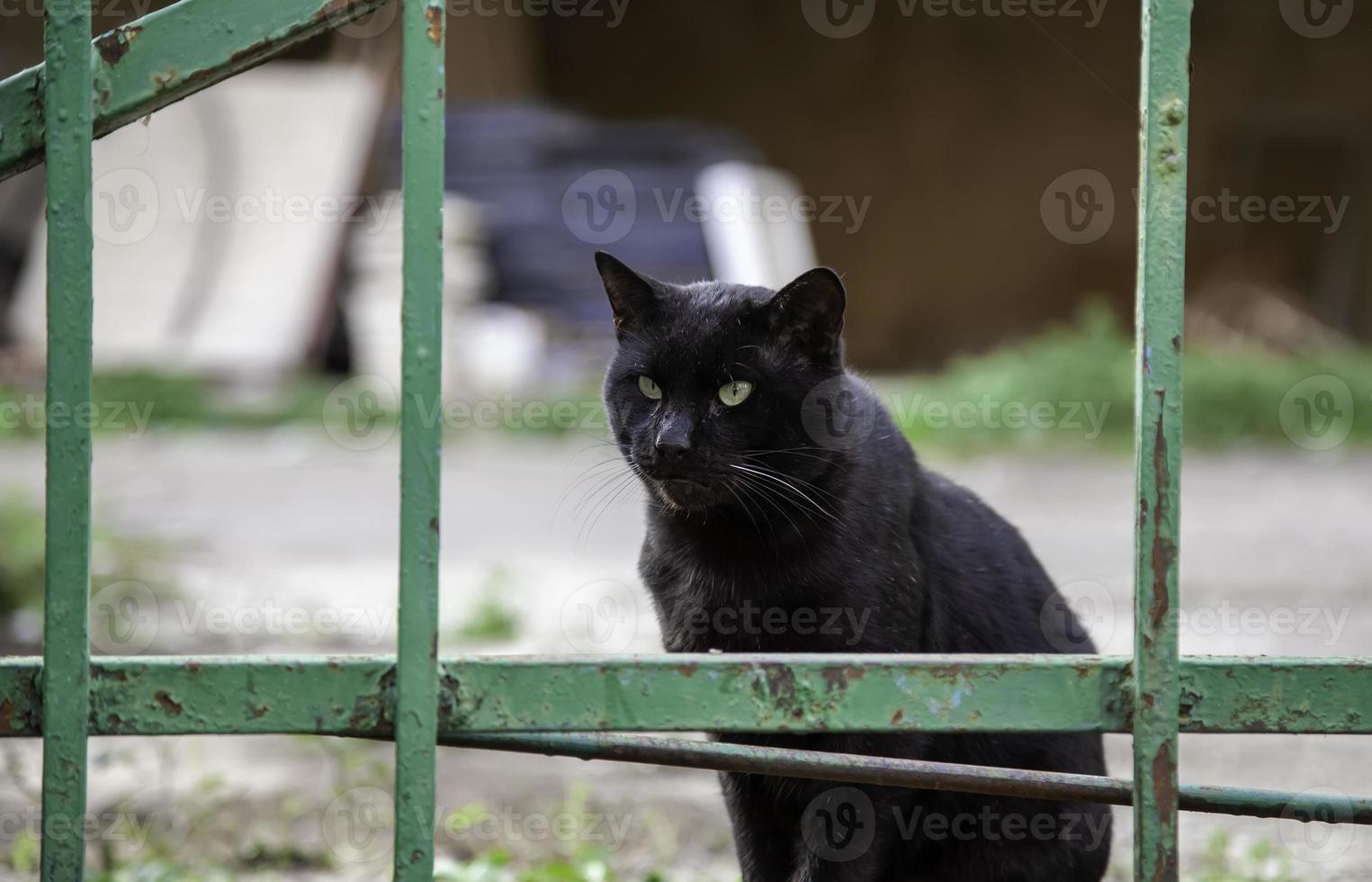 streunende Katze in der Stadt foto