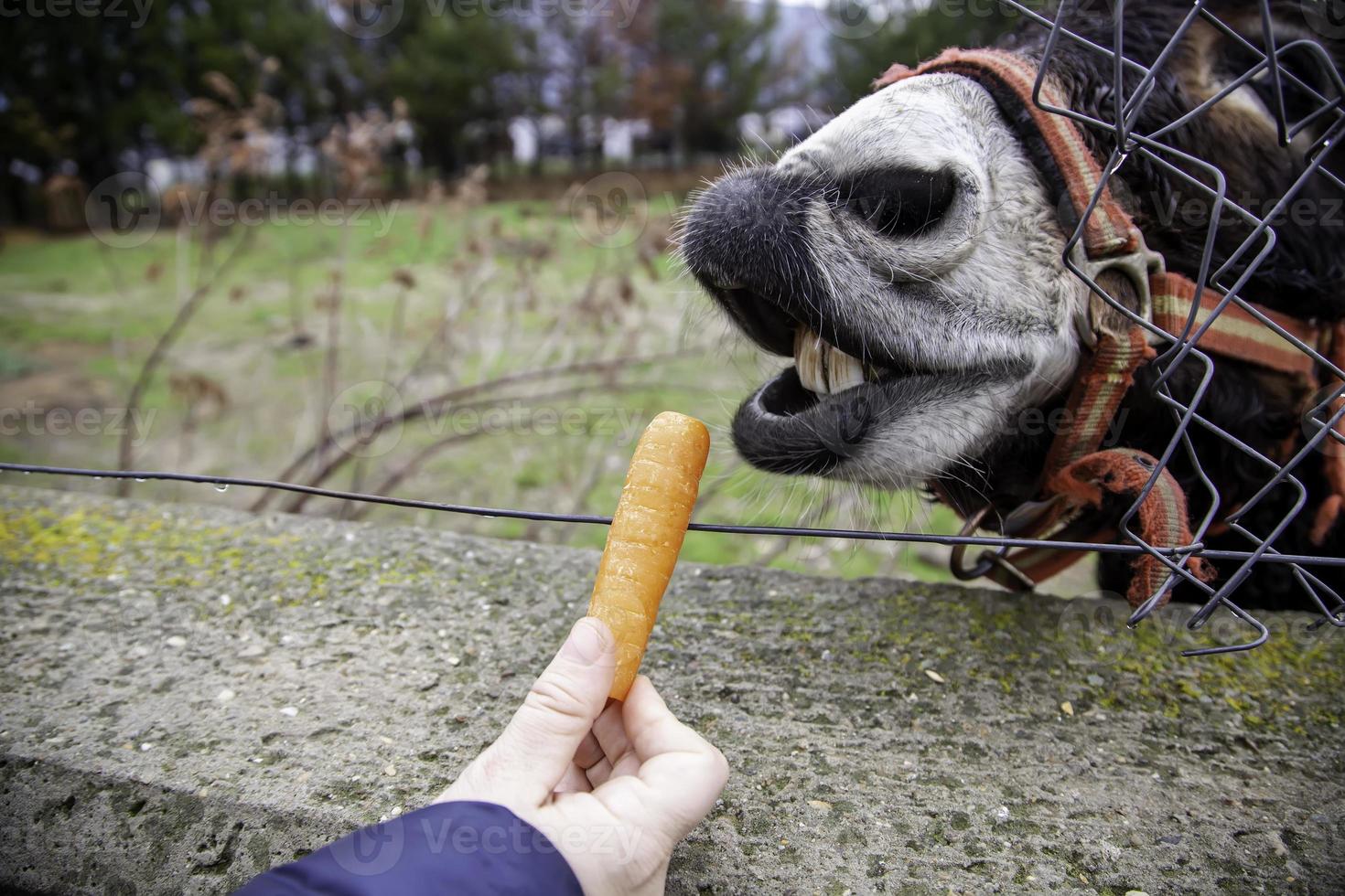 Esel, der Karotten isst foto