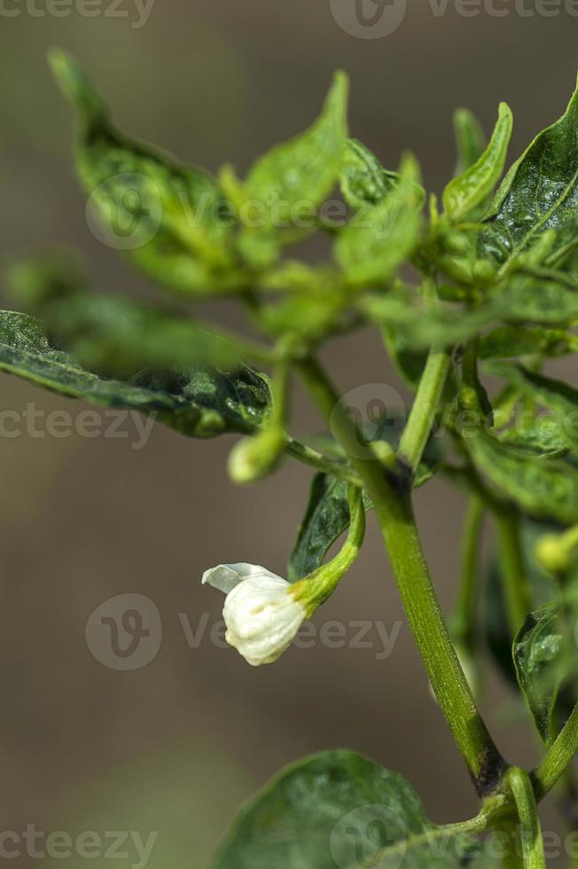 grüner Bio-Chili-Pfeffer auf Jungpflanzen auf dem Bauernhof, Erntekonzept. foto