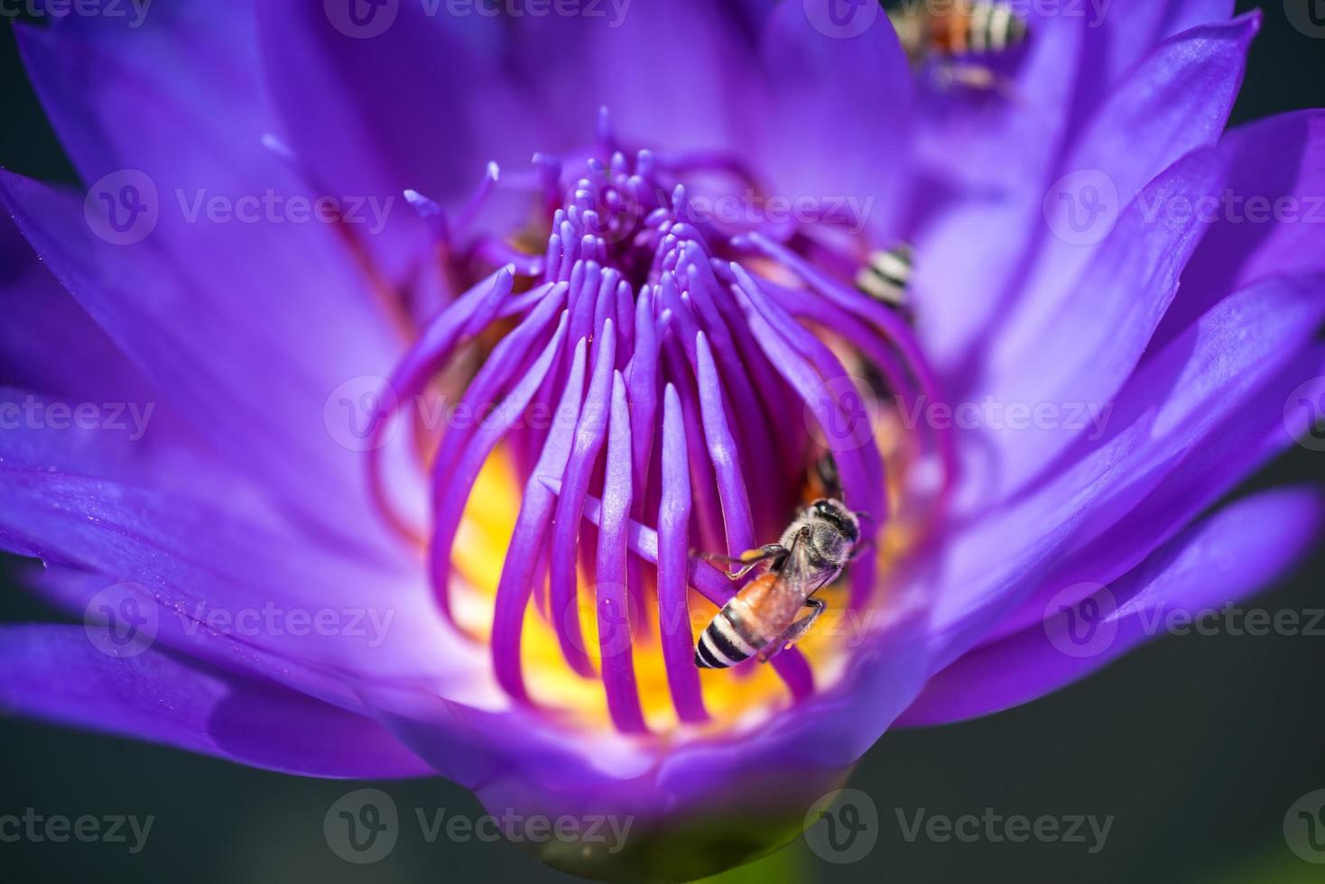 Bienen nehmen Nektar von der schönen lila Seerose oder Lotusblume. Makrobild der Biene und der Blume. foto