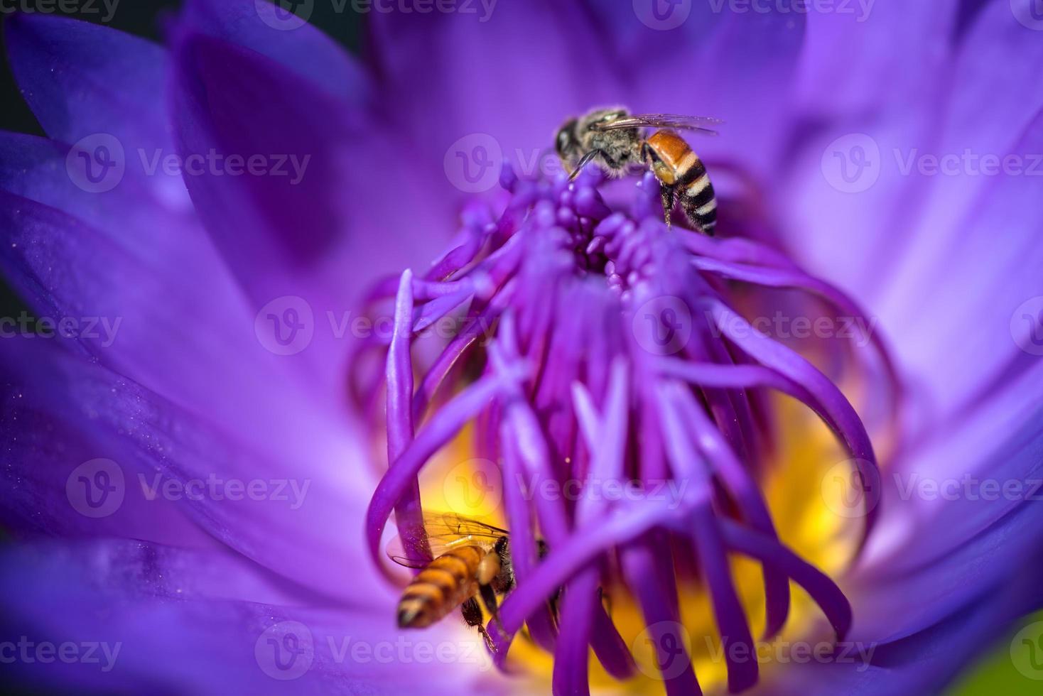 Bienen nehmen Nektar von der schönen lila Seerose oder Lotusblume. Makrobild der Biene und der Blume. foto