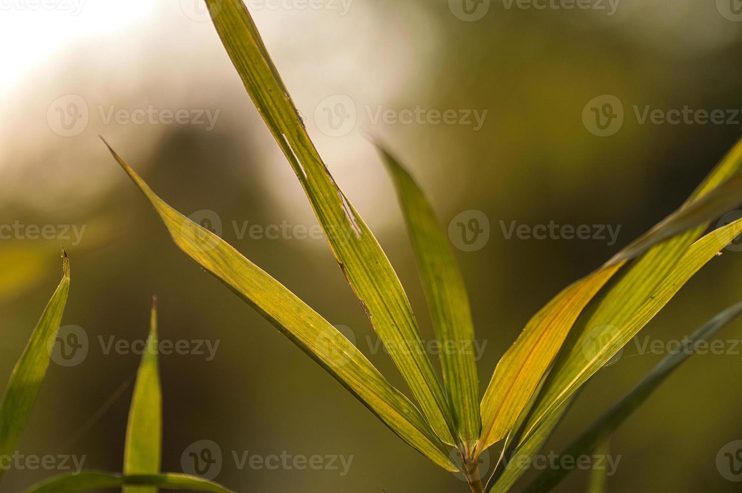 Bambus verlässt Hintergrund foto