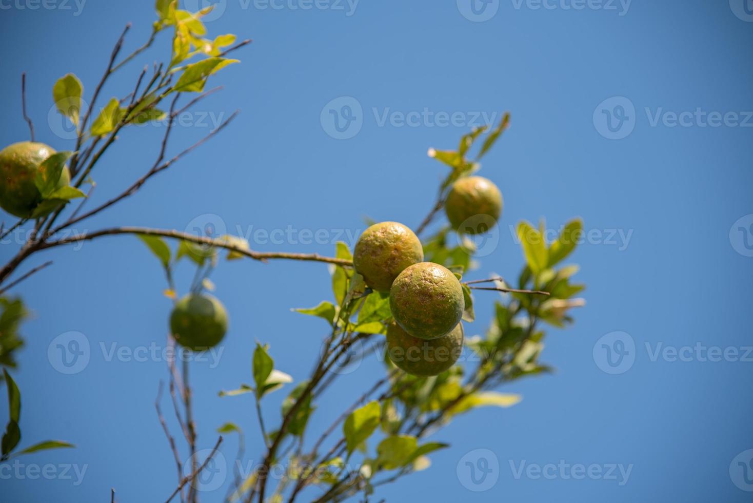 Orangenbäume im Garten. Nahaufnahme einer Orange, die an einem Baum auf einer Orangenfarm hängt. foto