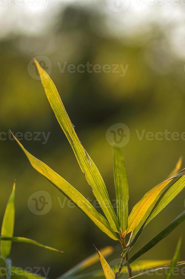 Bambus verlässt Hintergrund foto