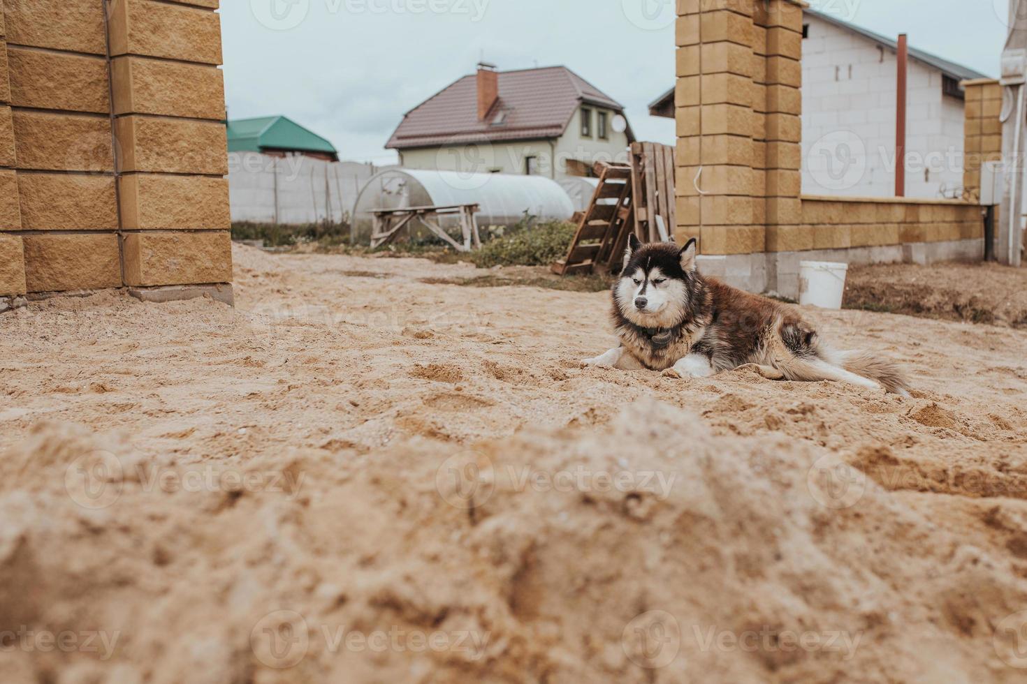 Alaskan Malamute liegt am Tor des Hauses - Wachhund foto