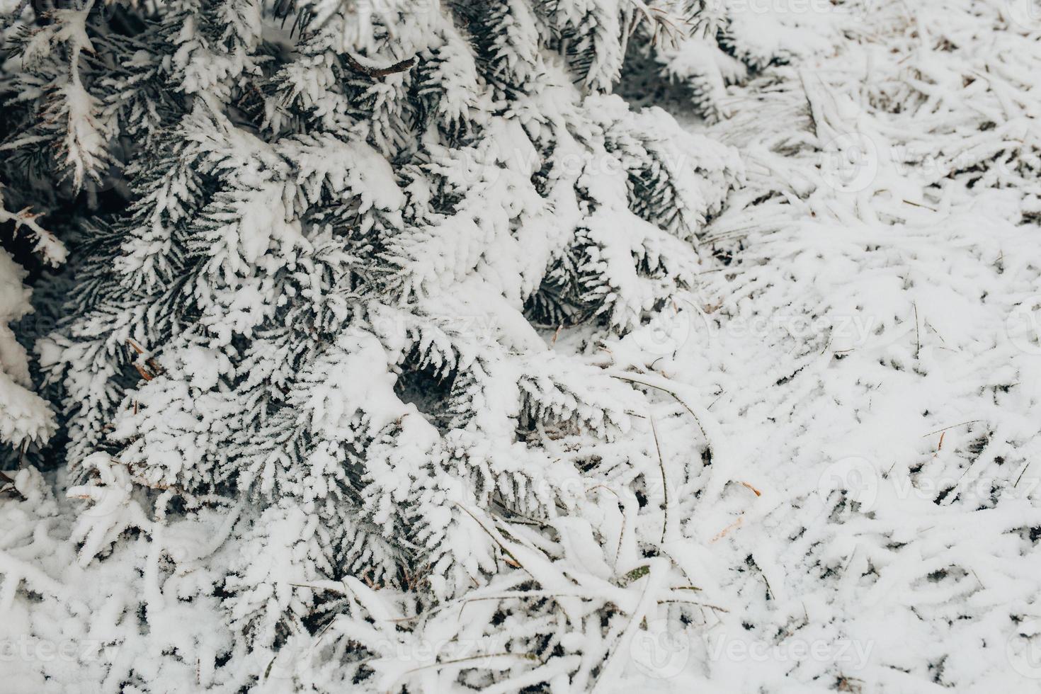 Winterwald frostiger Tag - Nadeln bedeckt mit weißem Schnee Nahaufnahme foto