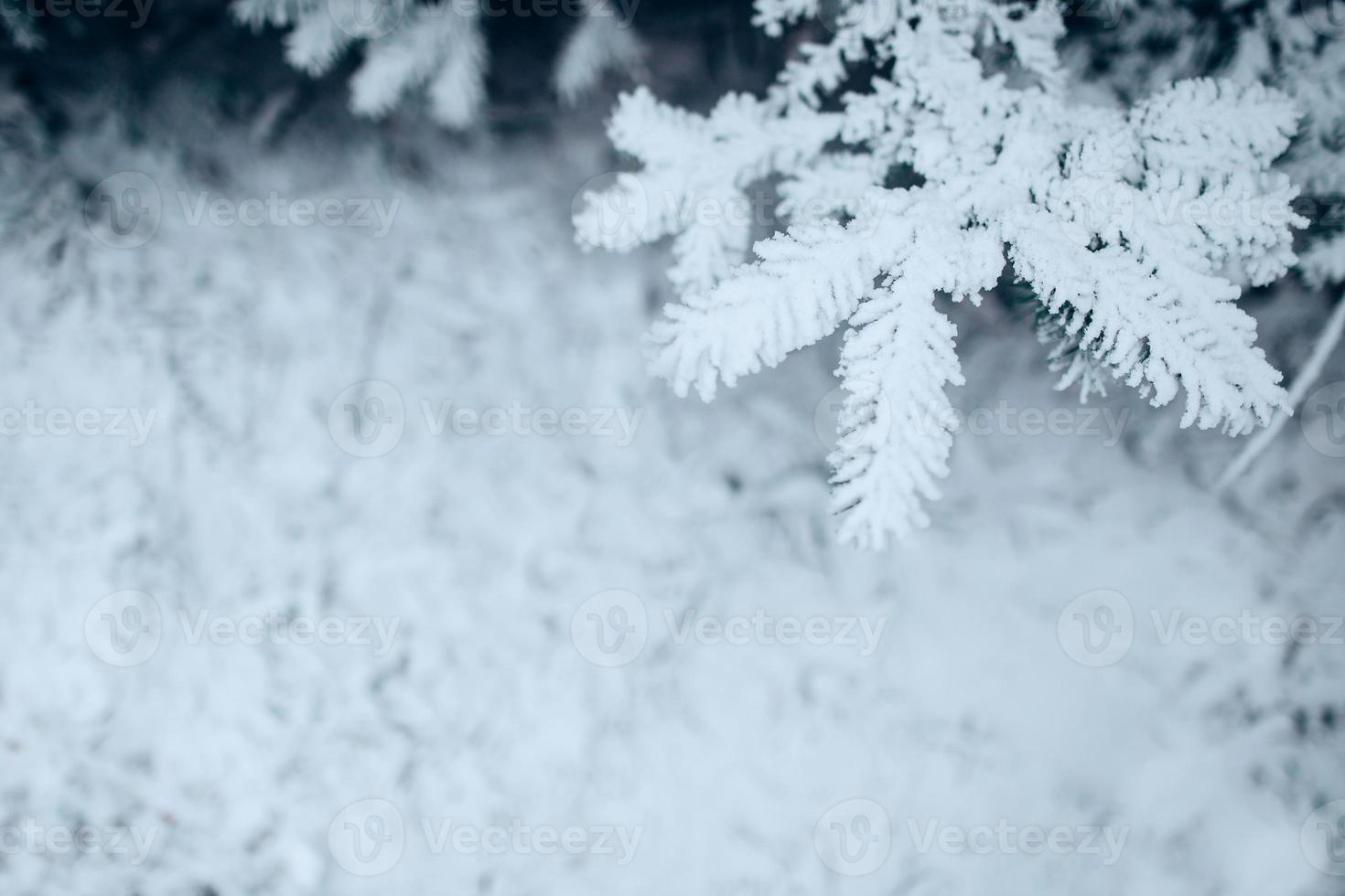 Winterwald frostiger Tag - Nadeln mit weißem Schnee bedeckt Nahaufnahme foto