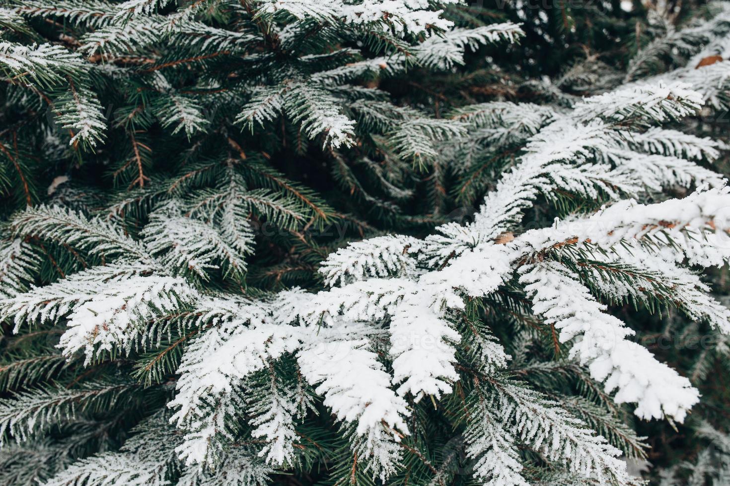 Winterwald frostiger Tag - Nadeln mit weißem Schnee bedeckt Nahaufnahme foto