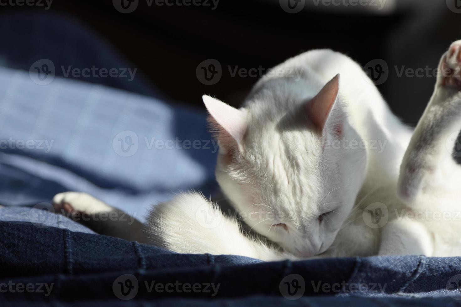 süße junge Katze foto