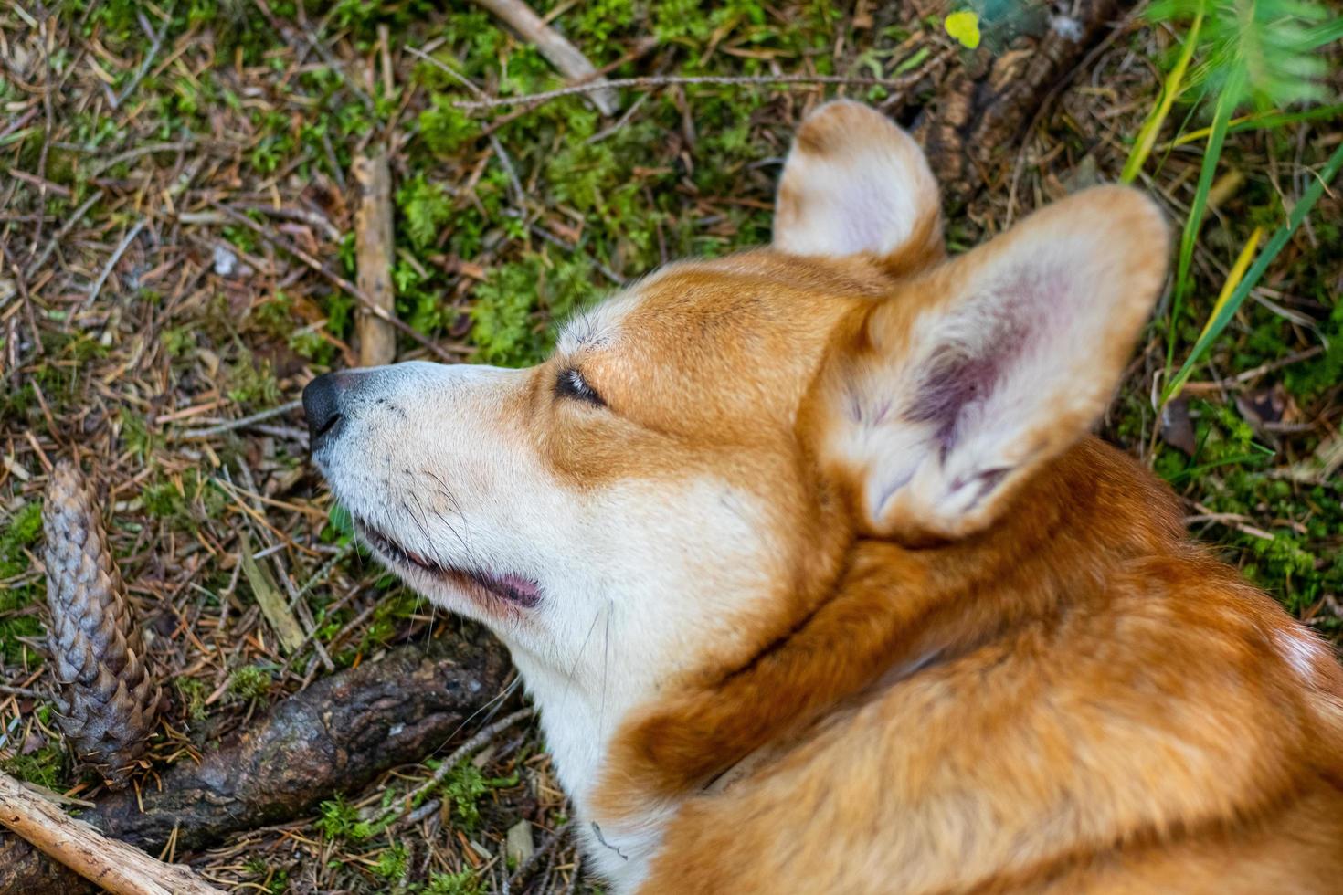 lustiges Corgi-Hundeporträt draußen im Wald foto